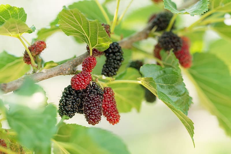 Dwarf everbearing Mulberry plants
