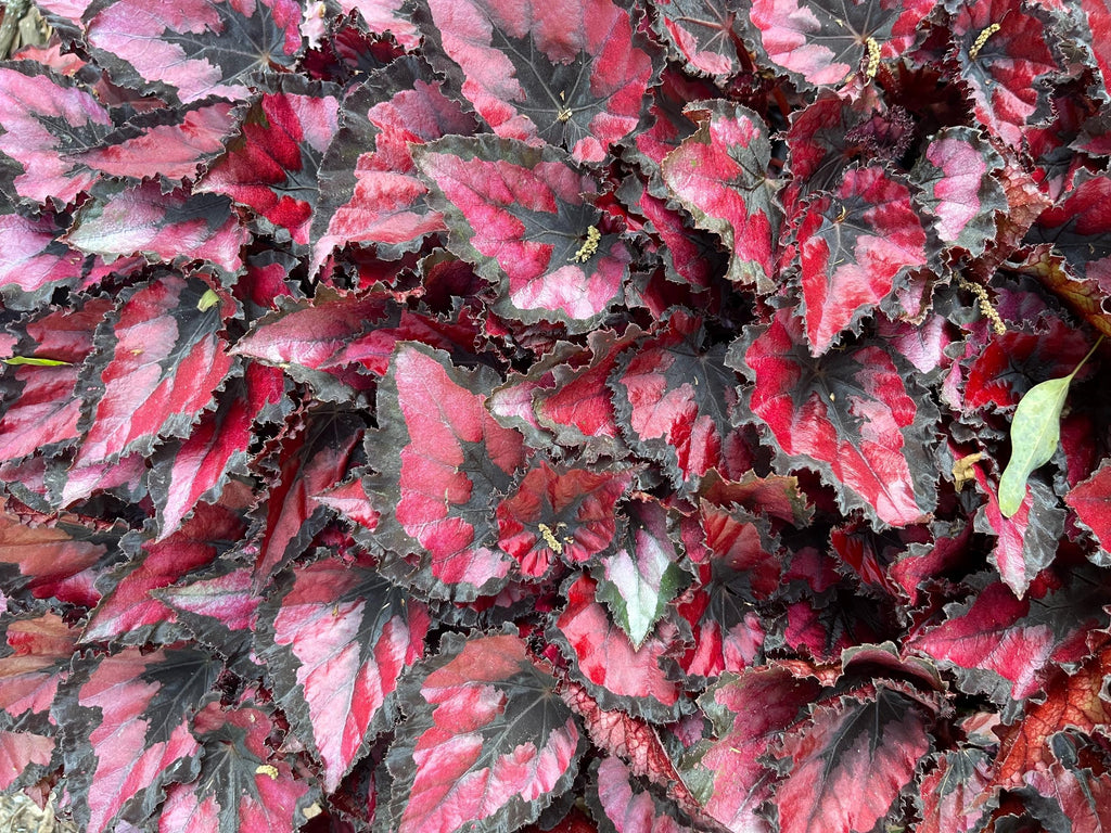 Beautiful Begonia Harmony’s ‘Red Robin’, Perfect for Indoor Gardening or Plant Lover Gift