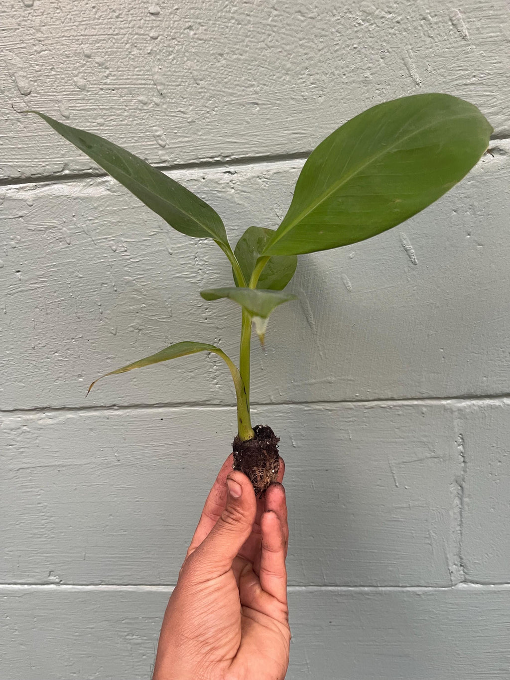 African Giant Banana Tree – Musa kandarian