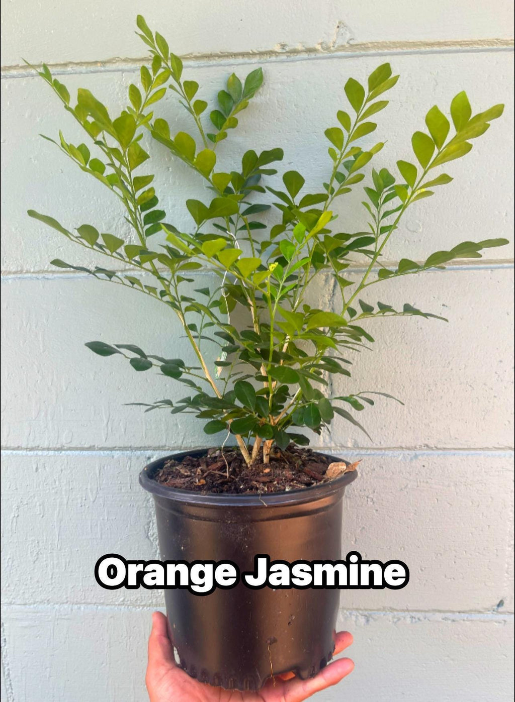 Orange Jasmine Plant (Murraya paniculata) | Fragrant Evergreen | Citrus-Scented White Flowers | 1 gallon size