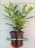 Orange Jasmine Plant (Murraya paniculata) | Fragrant Evergreen | Citrus-Scented White Flowers | 1 gallon size