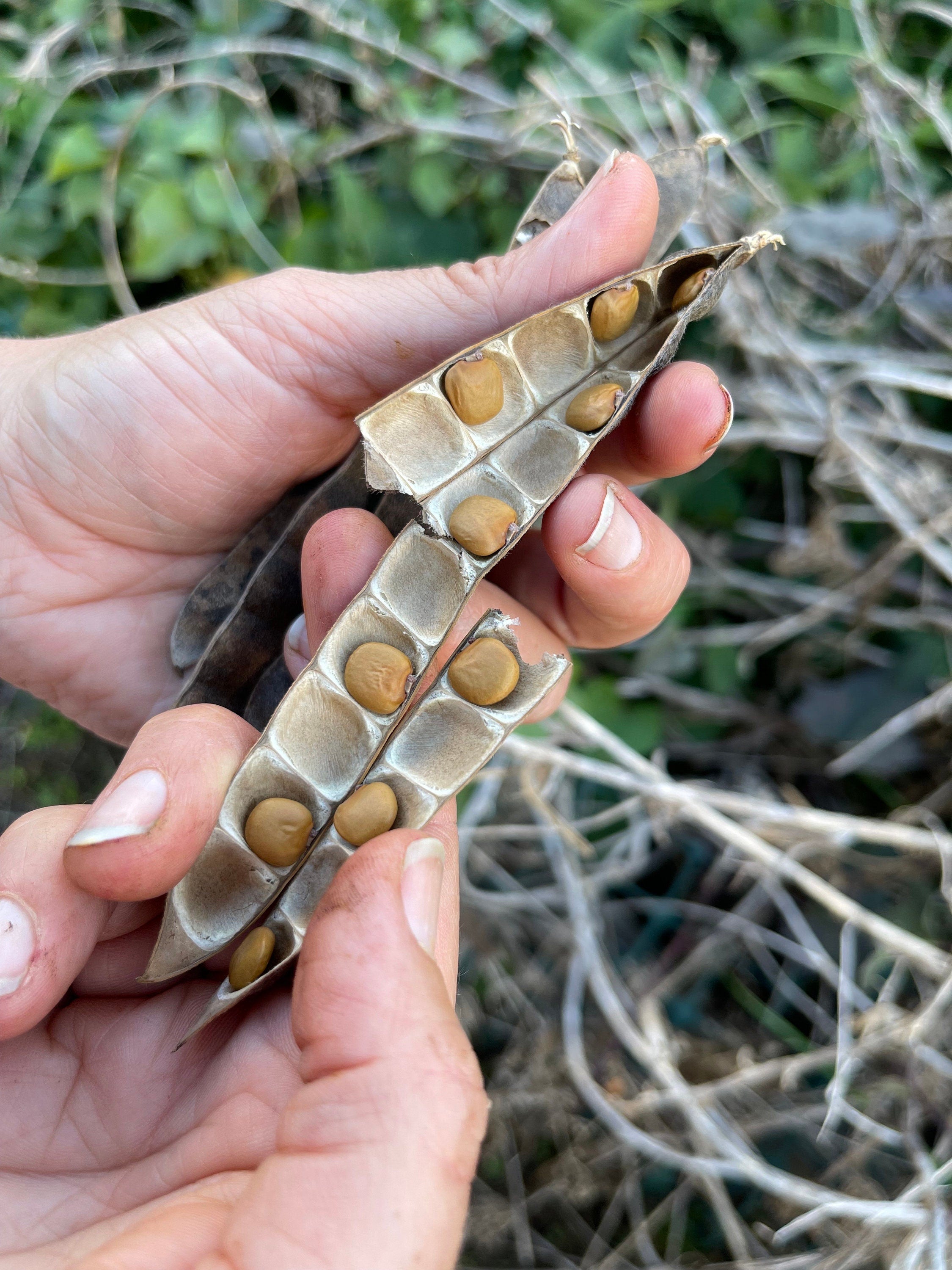 Jicama Seeds: Non-GMO, Open-Pollinated Pachyrhizus Erosus