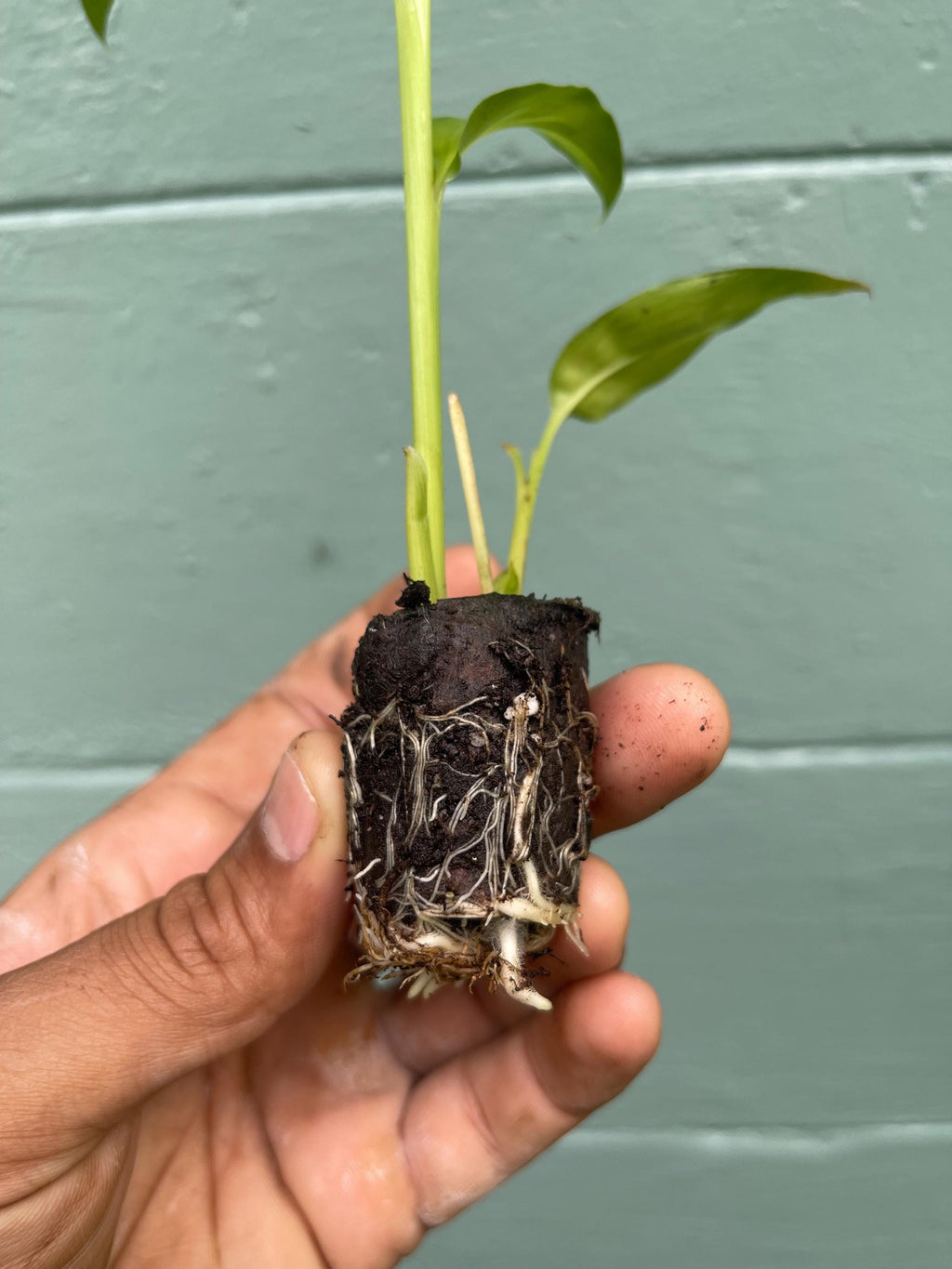Galangal Plant: Fresh Thai Ginger