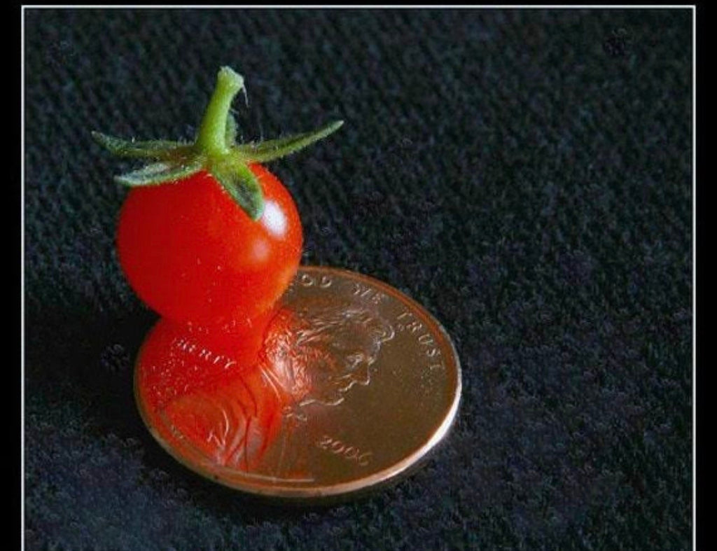 FL everglades tomato seeds