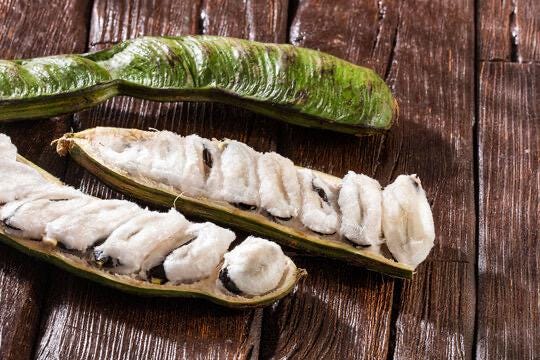 Ice Cream Bean Tree – Fast Growing Tropical Fruit Plant, Vanilla Pods