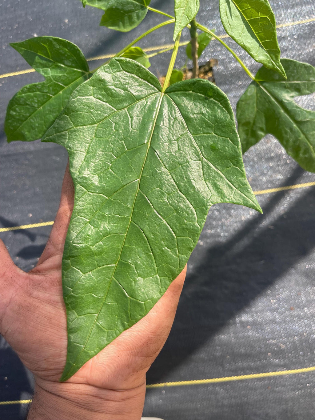 RARE Babaco/Mountain papaya plants