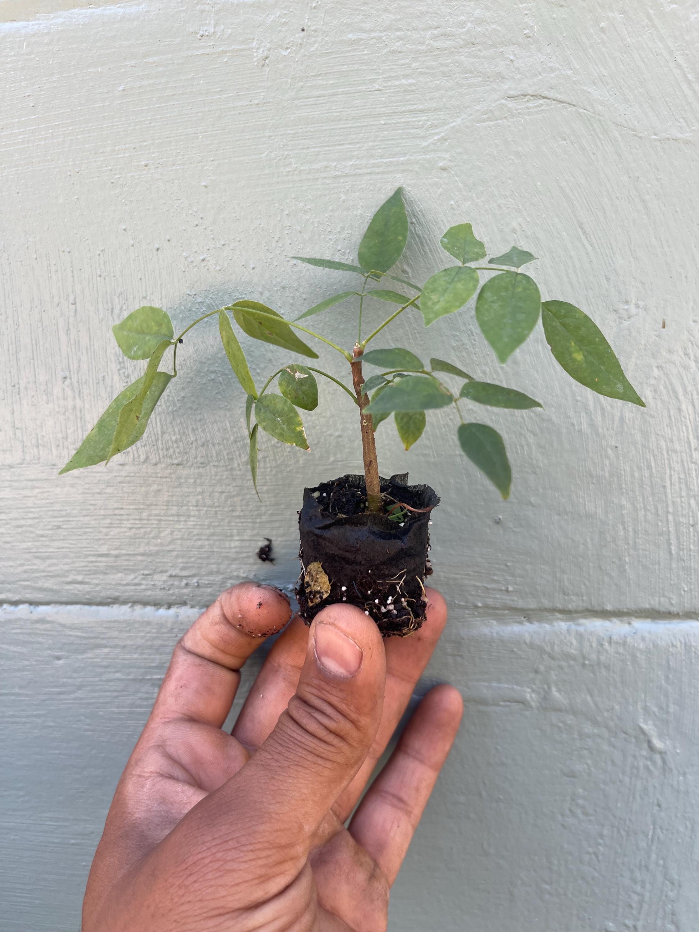 Amethyst Falls Wisteria Vine Live Plant | Native American Wisteria
