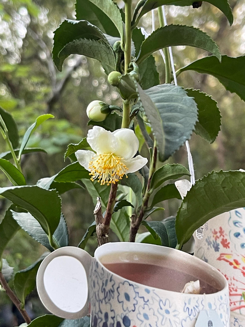 Camellia Sinensis Tea Plant: Live Herbal Tea Garden Gift