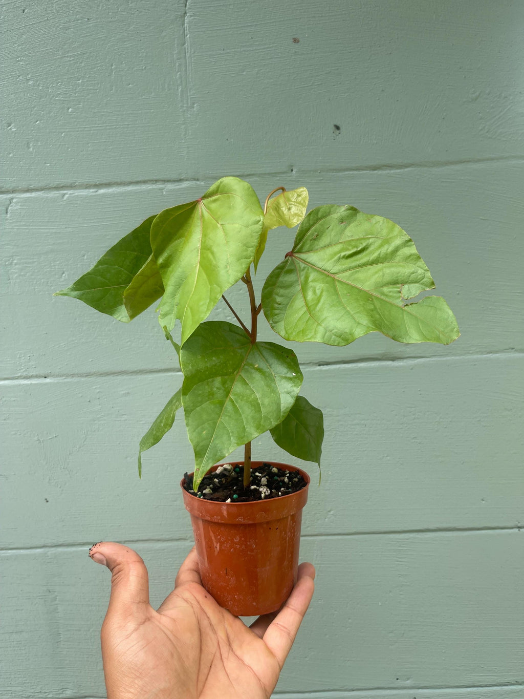 Annatto Plant (Bixa orellana) – 4” Pot – Natural Food Coloring Plant – Tropical Ornamental & Edible Shrub