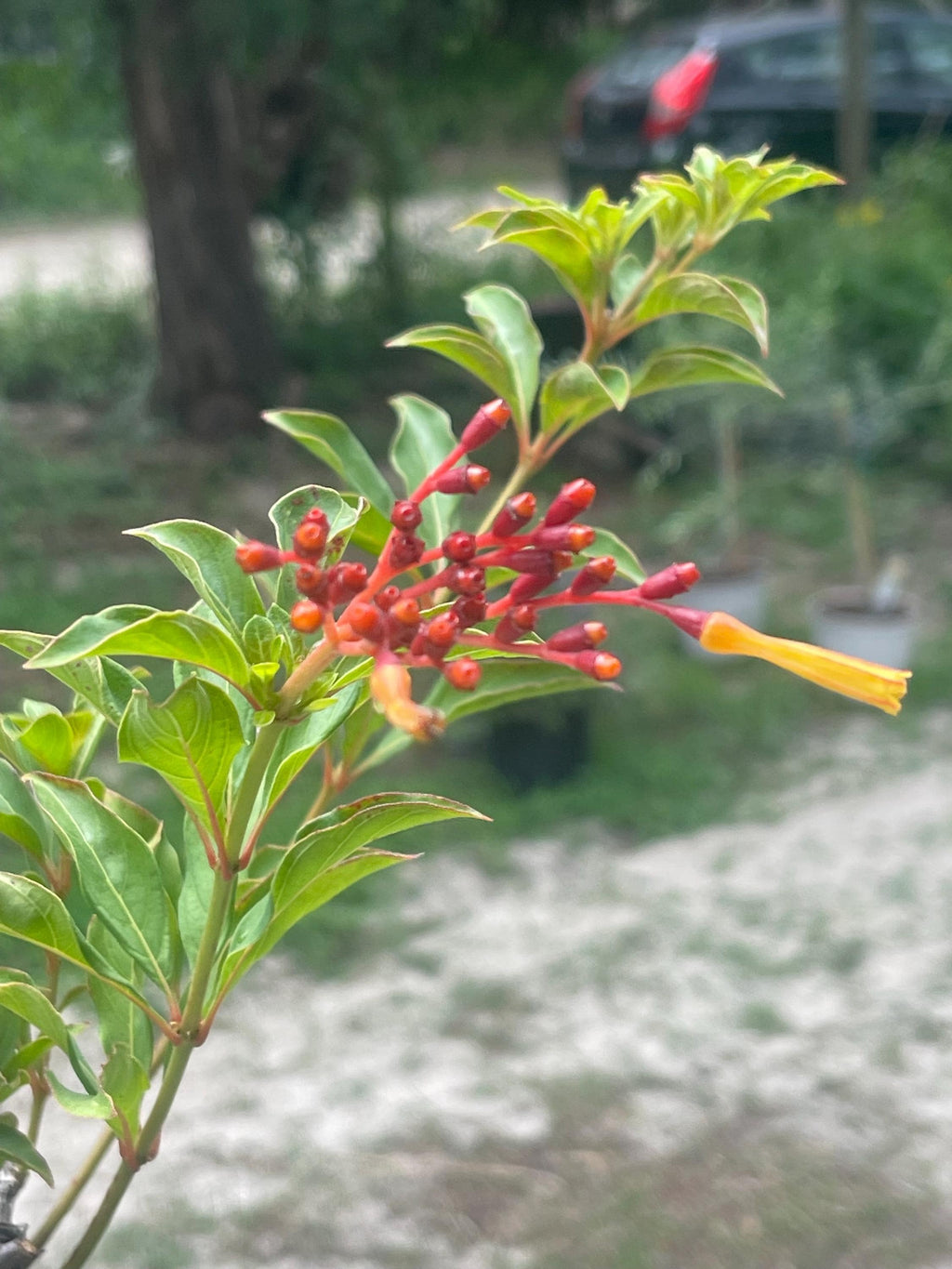 Dwarf Firefly Firebush Plant: Hummingbird plant