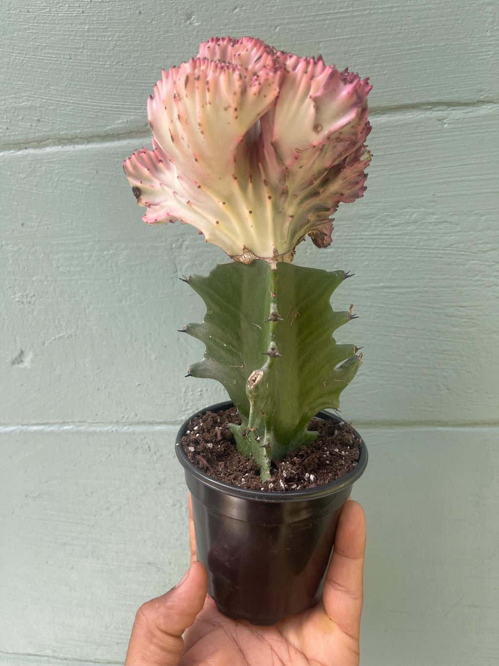 Mermaid Tail Euphorbia (Euphorbia lactea ‘Cristata’) – Rare Crested Succulent – Unique Collector Plant