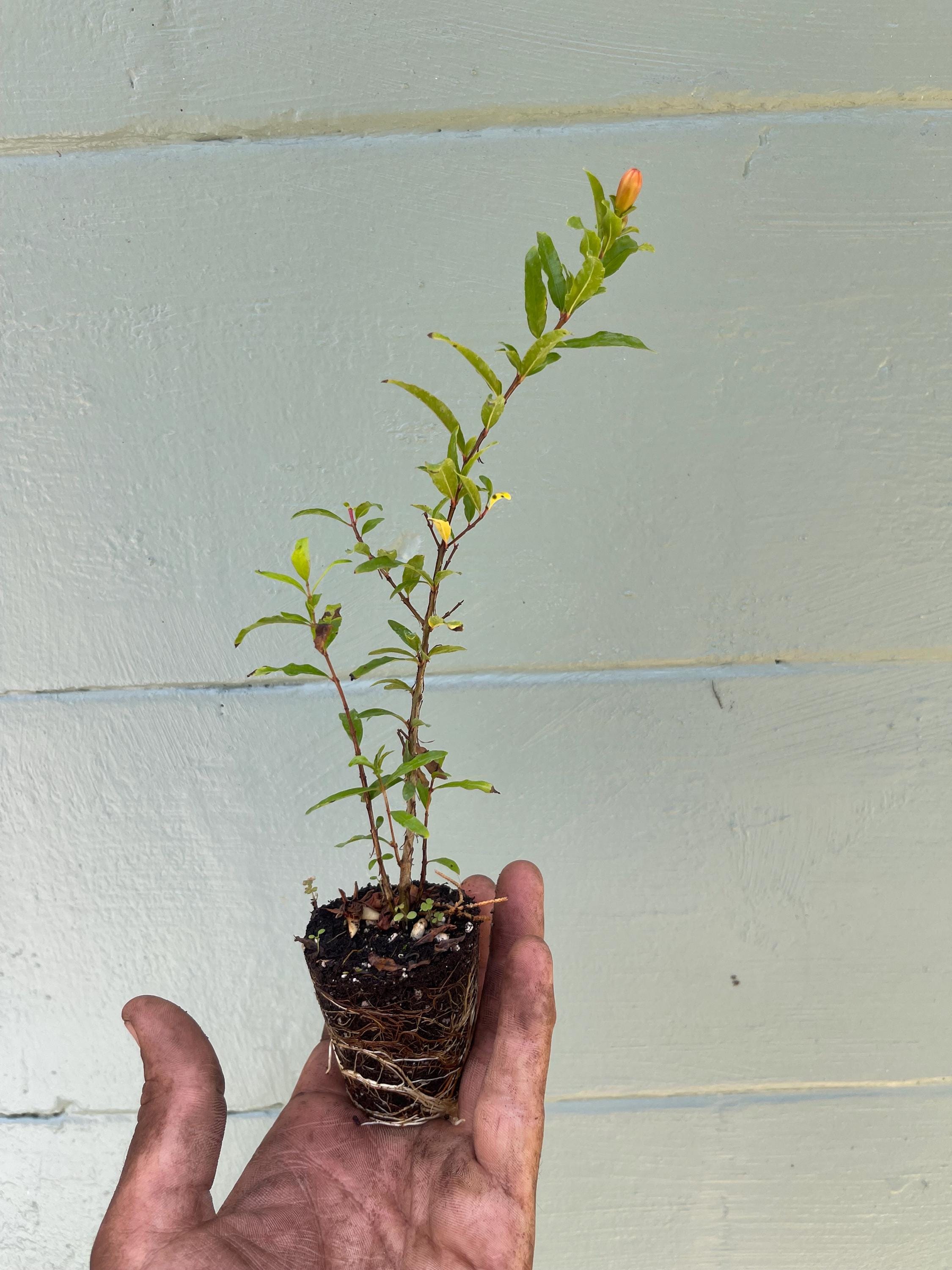 Dwarf Pomegranate ‘Nana’ – Miniature Fruiting Shrub – Live Plant – Ornamental Edible Fruit – Container Friendly