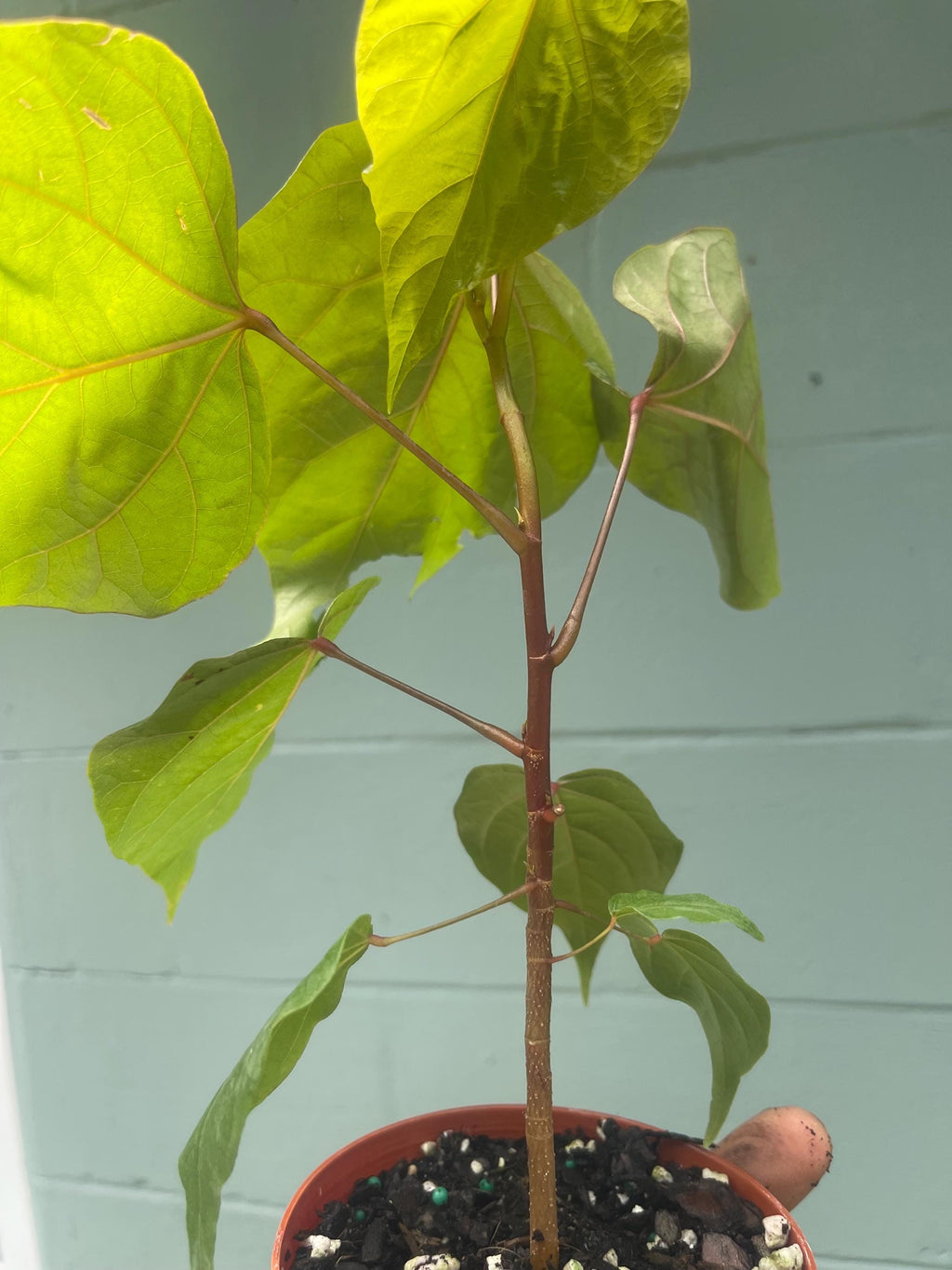 Annatto Plant (Bixa orellana) – 4” Pot – Natural Food Coloring Plant – Tropical Ornamental & Edible Shrub
