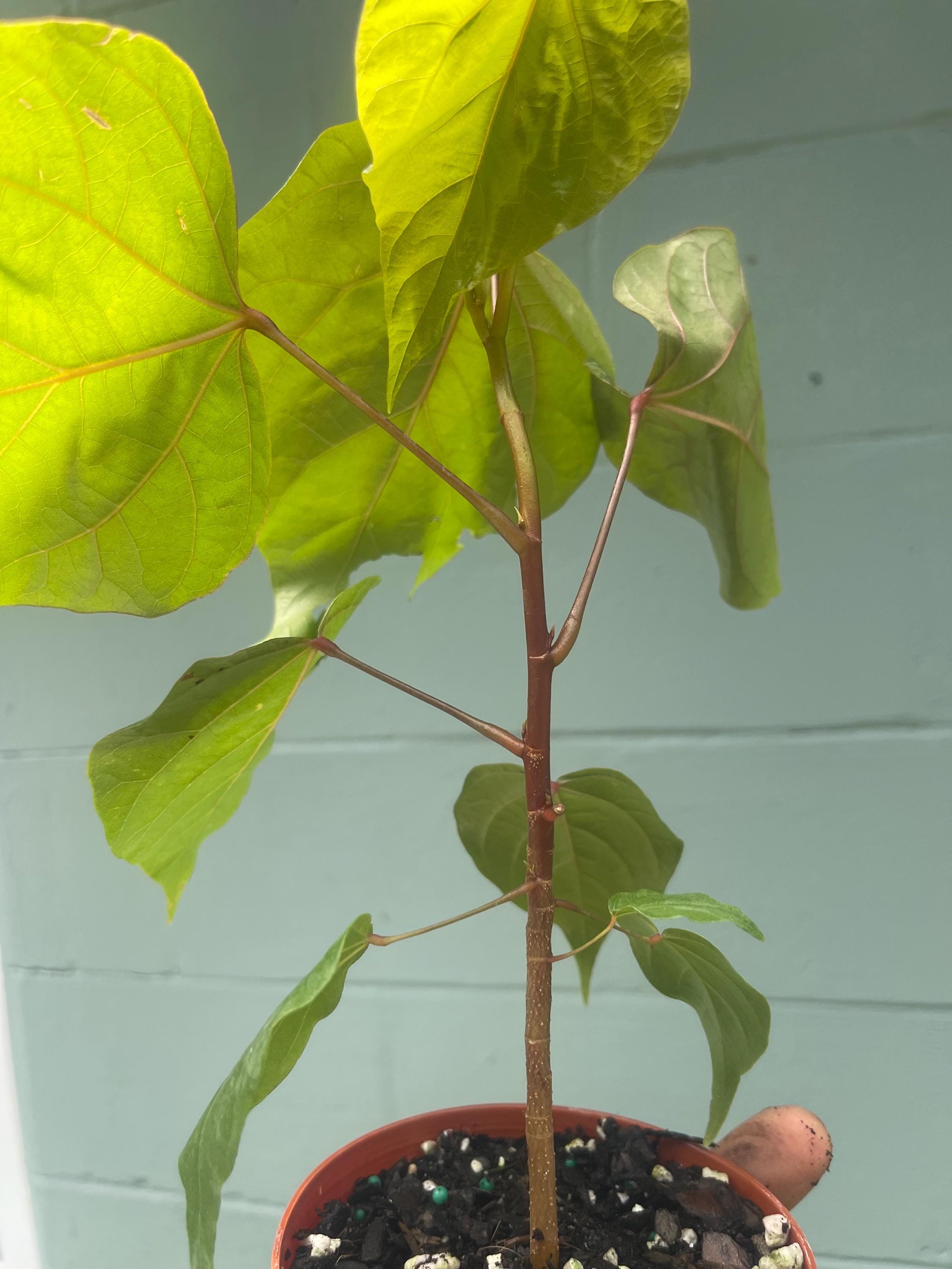 Annatto Plant (Bixa orellana) – 4” Pot – Natural Food Coloring Plant – Tropical Ornamental & Edible Shrub