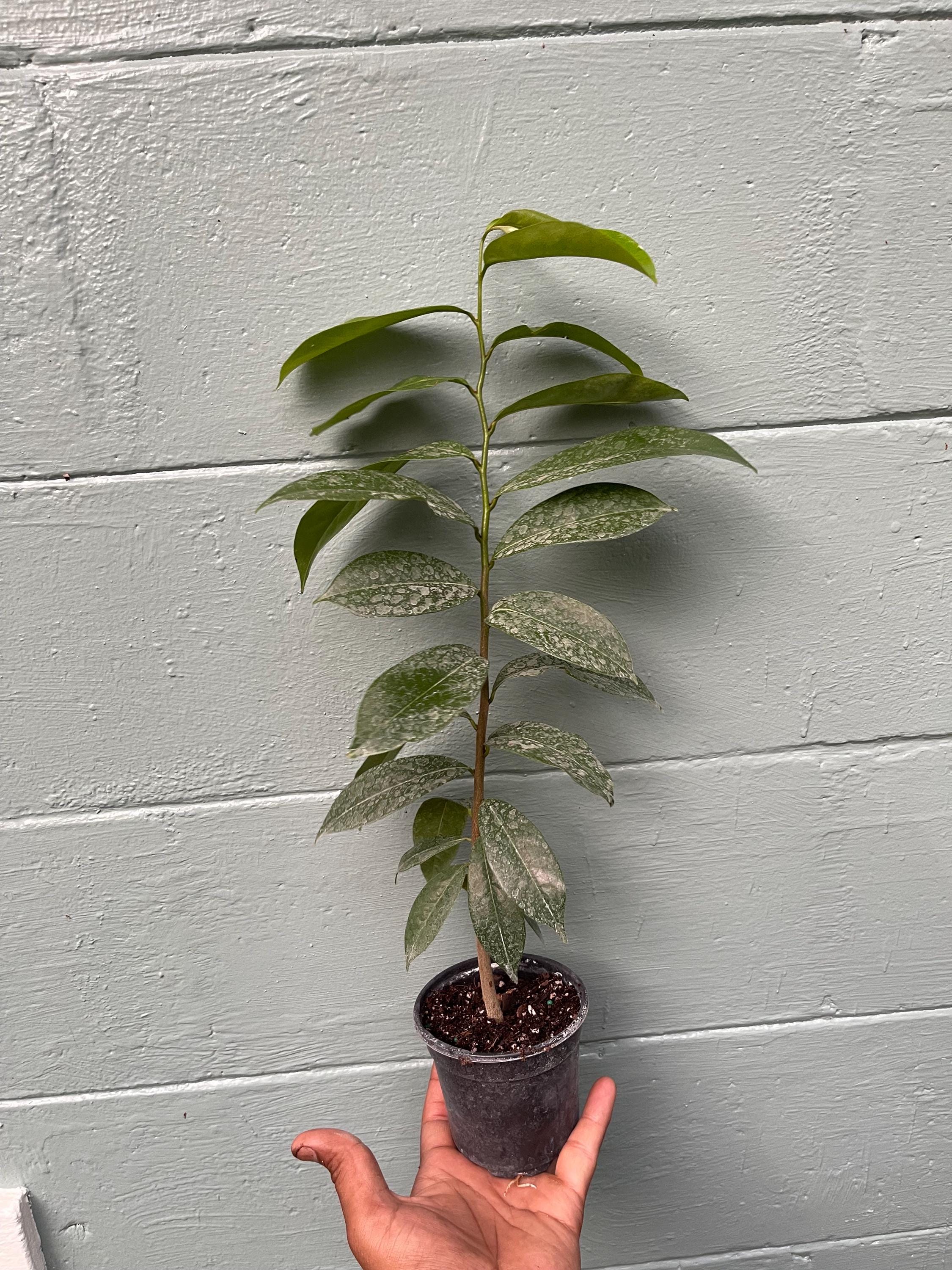 Soursop Live Plant – Annona Muricata Tropical Fruit Tree