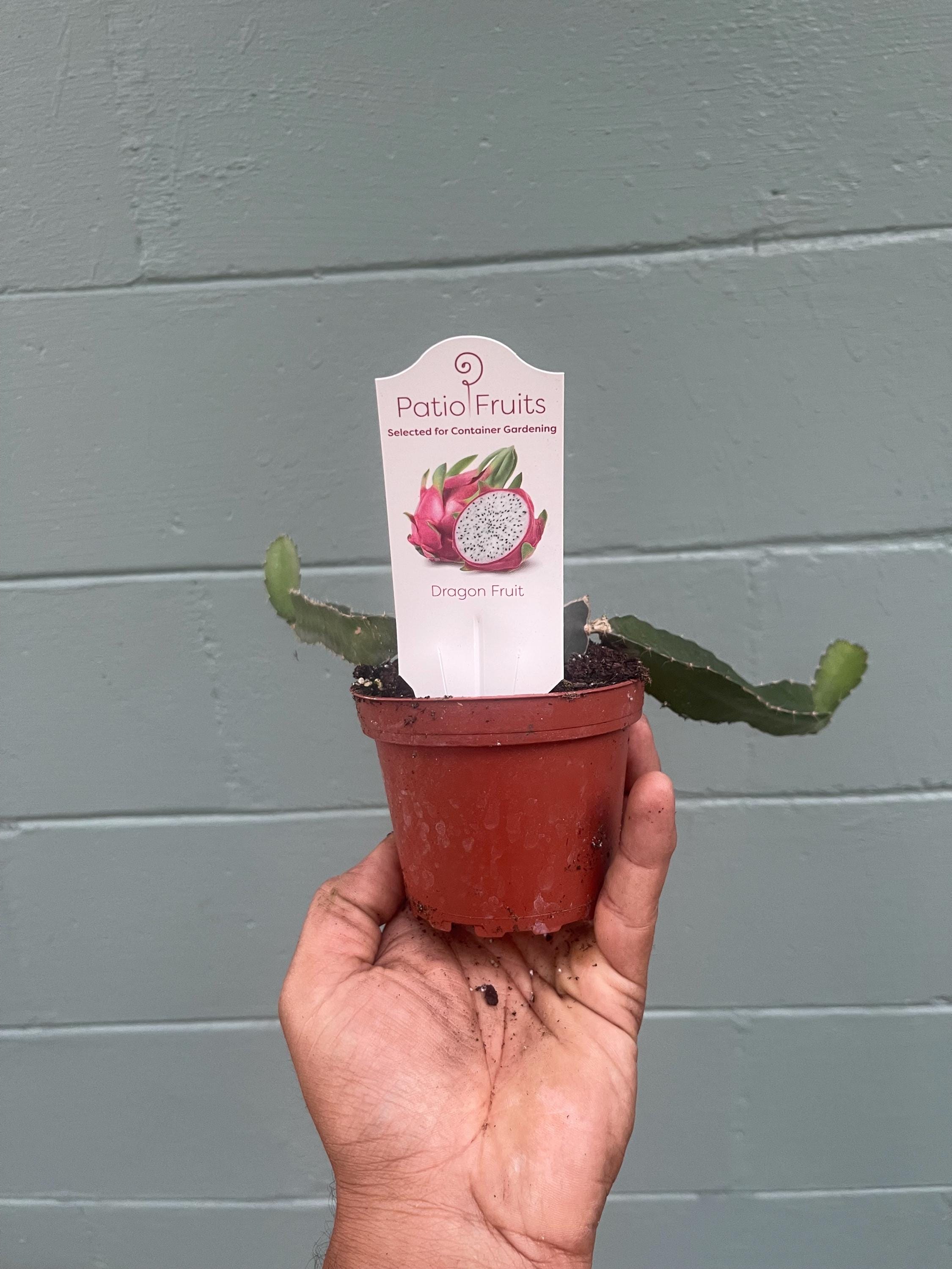 Red dragon fruit plants