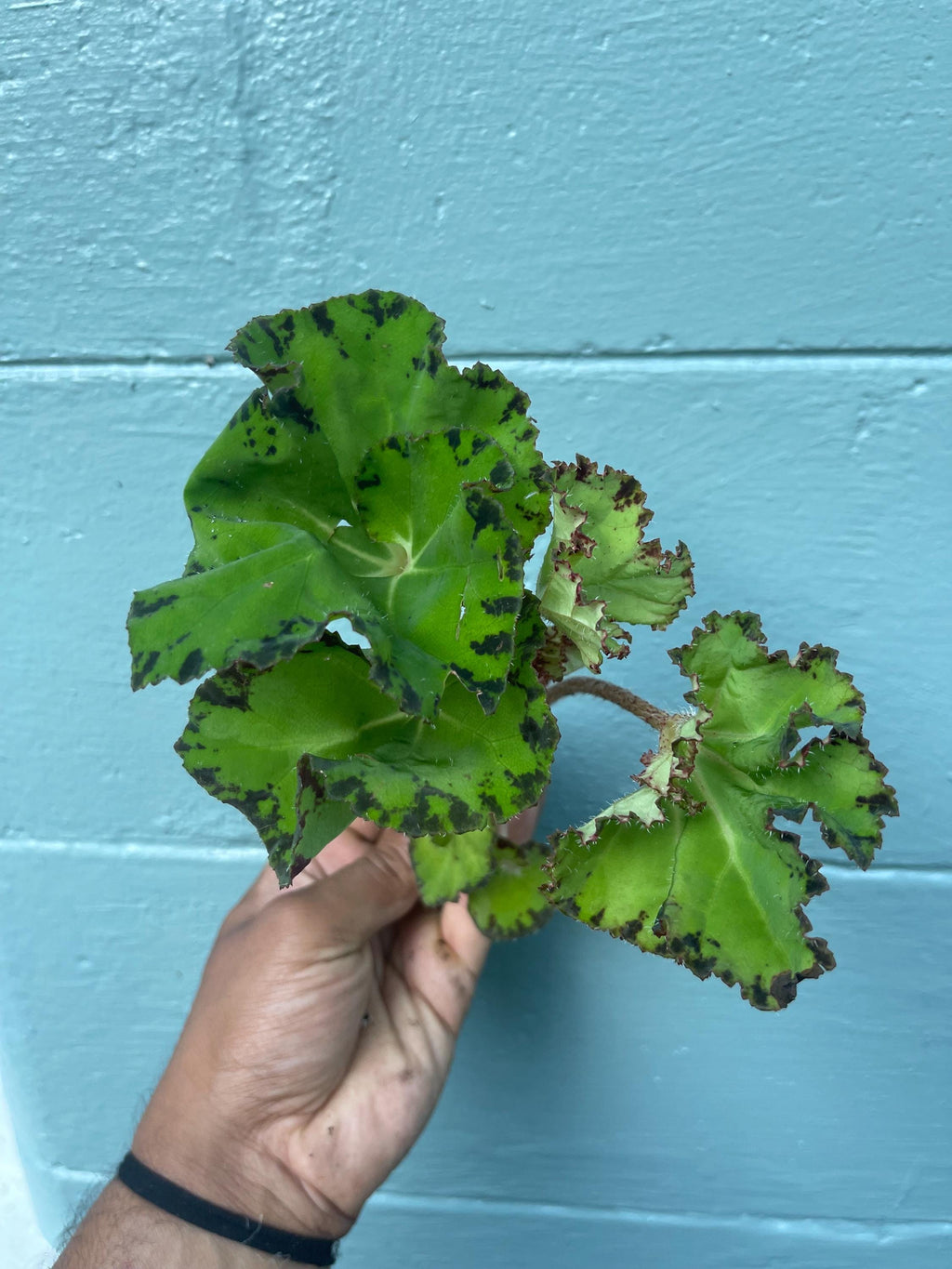 Rare Rex Begonia 'Rover Nile' Live Plant: Variegated Indoor Foliage