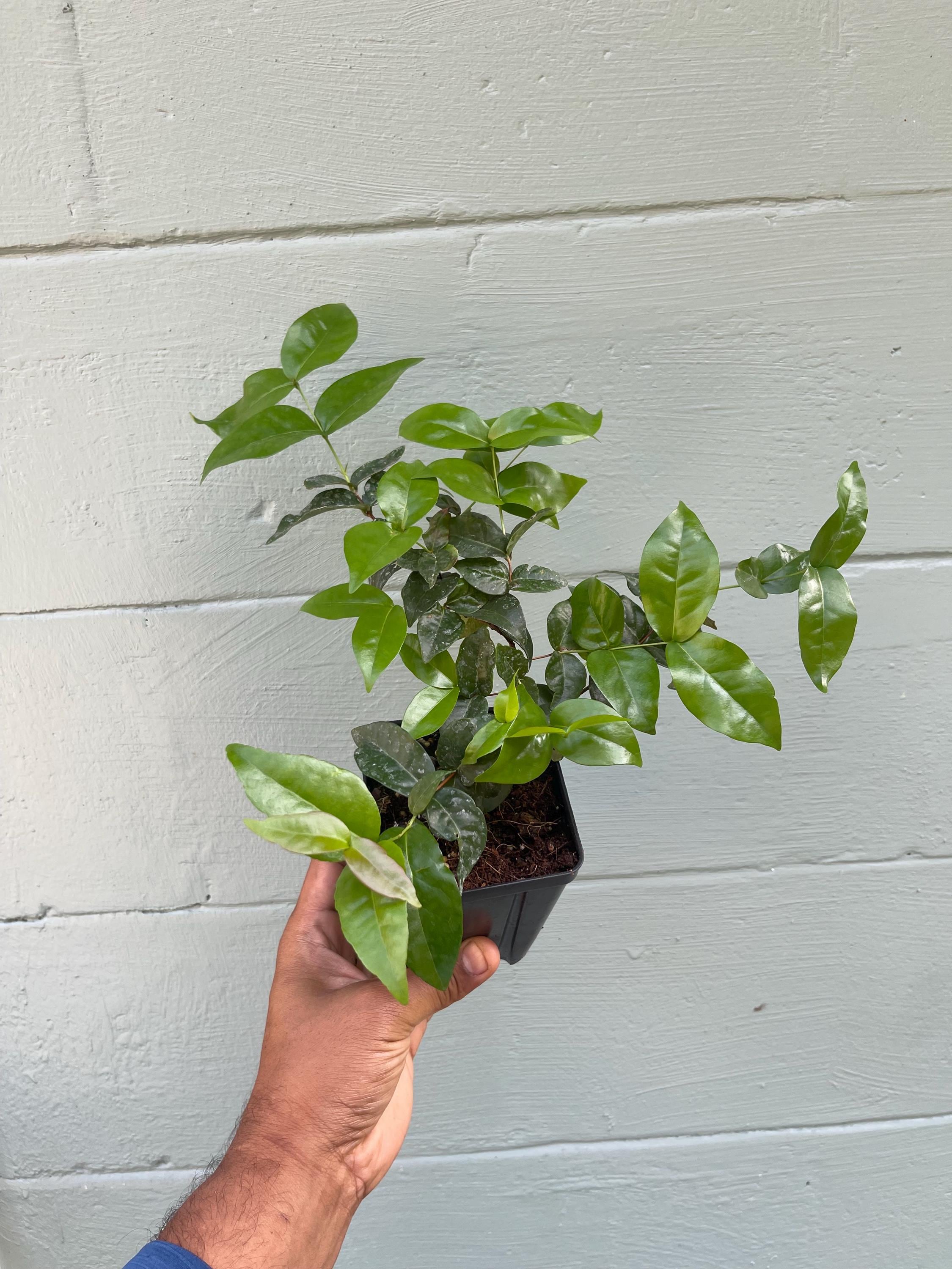Surinam Cherry Plant (Eugenia uniflora) – Live Tropical Fruit Tree | Pitanga | Sweet-Tart Cherry | Edible Landscape