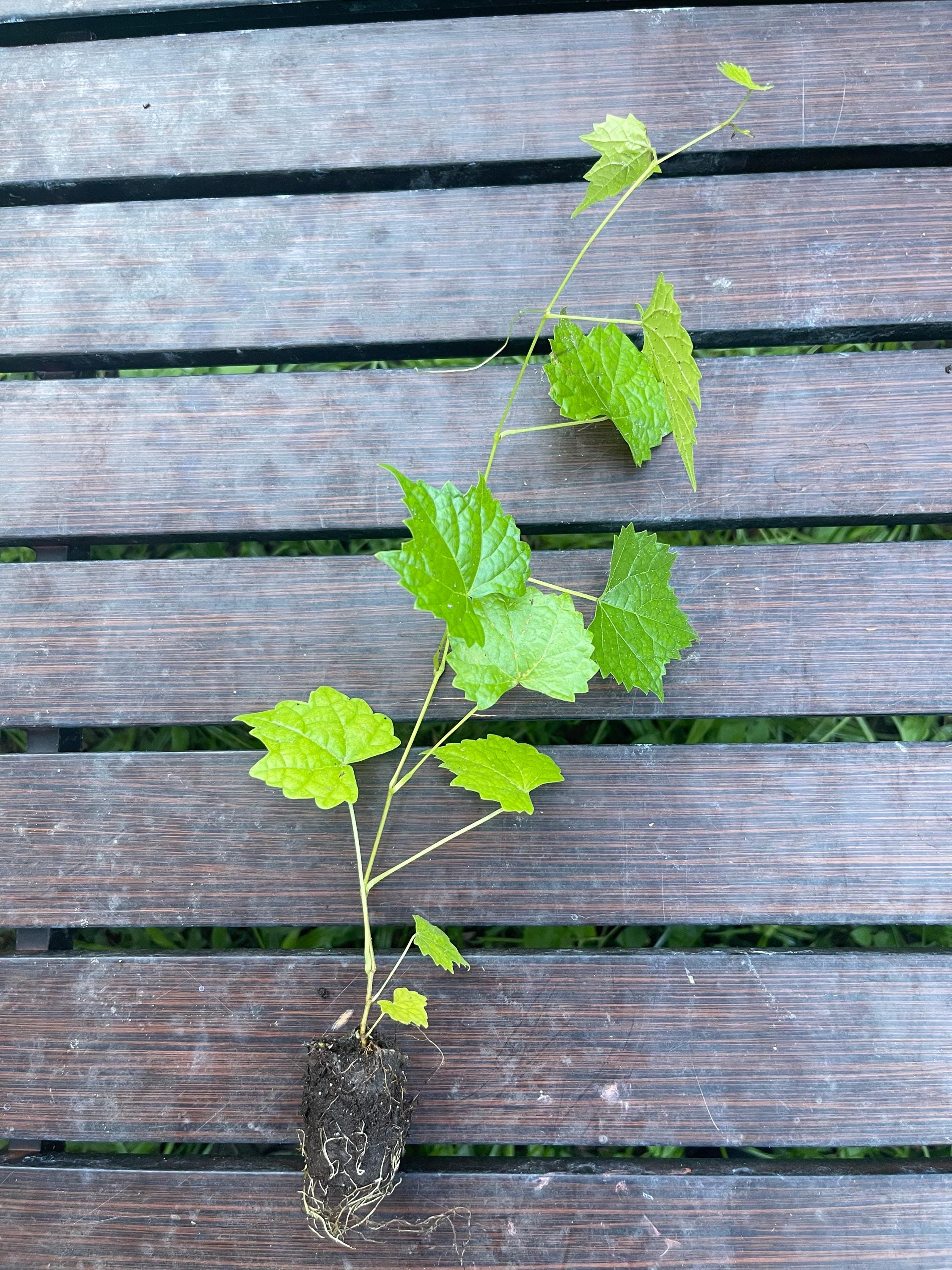 Carlos Muscadine Grape Vine: Self-Fertile Live Plant for Home Garden