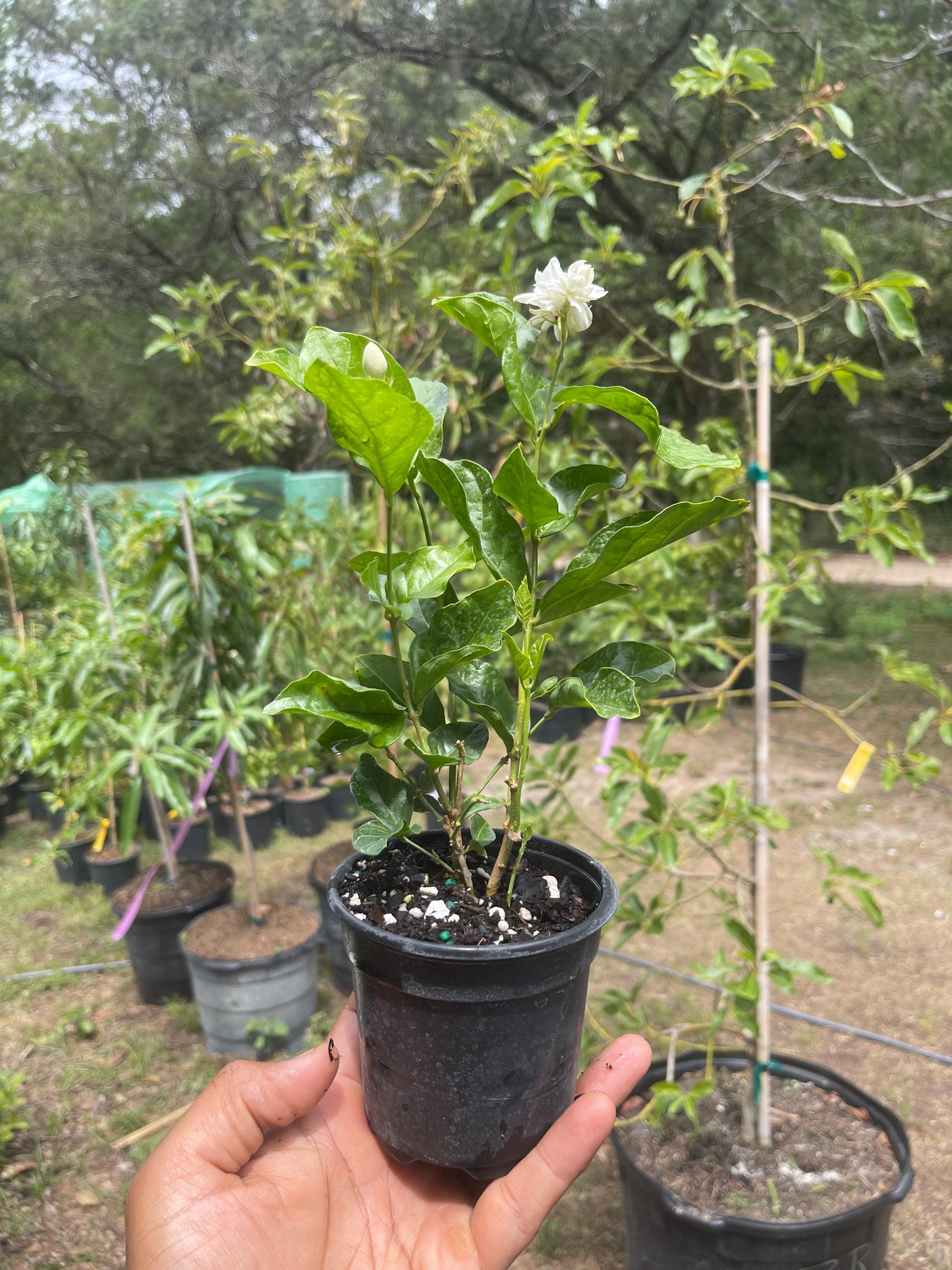 Jasminum sambac ‘Mysore Mulli’ – Arabian Jasmine – 4” Pot