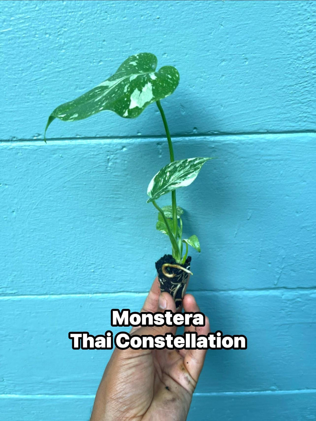 Monstera Thai Constellation Variegated Monstera Rare Aroid Live Indoor Tropical Plant Houseplant