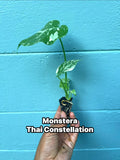 Monstera Thai Constellation Variegated Monstera Rare Aroid Live Indoor Tropical Plant Houseplant