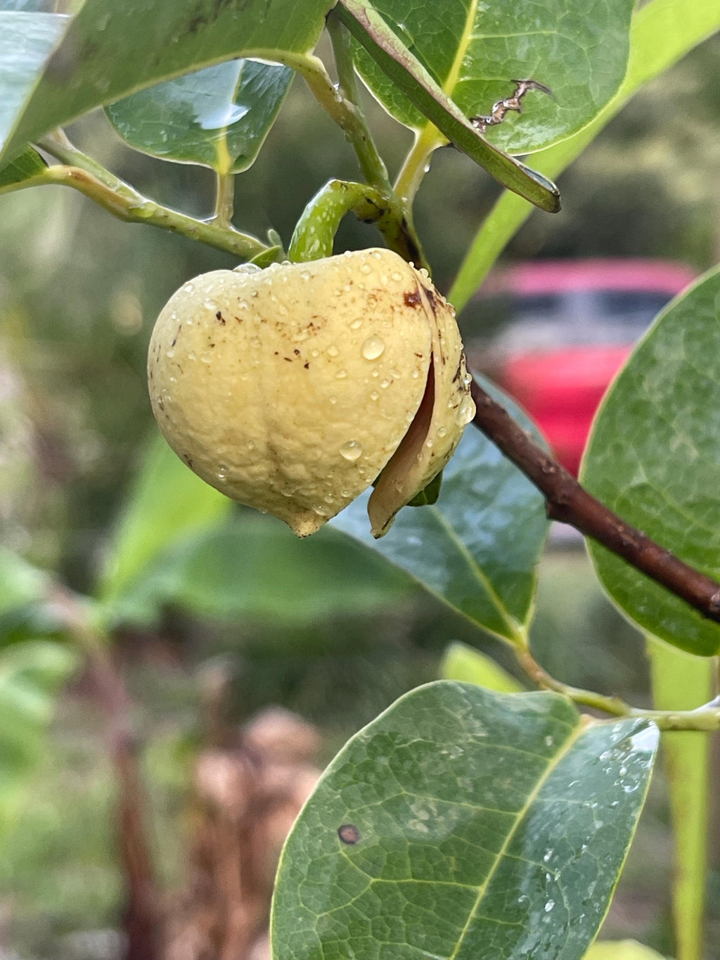 Pond Apple Tree (Annona glabra) – Native Wetland Fruit Live Plant
