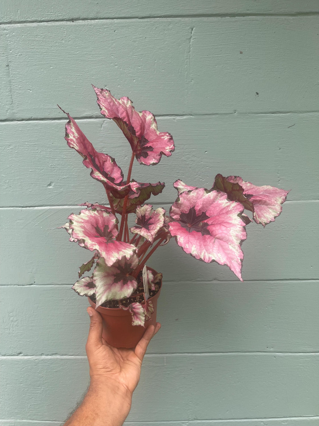 Begonia ‘Kotobuki’ – Live Plant in 4.5” Pot | Rare Collector Begonia | Tropical Houseplant