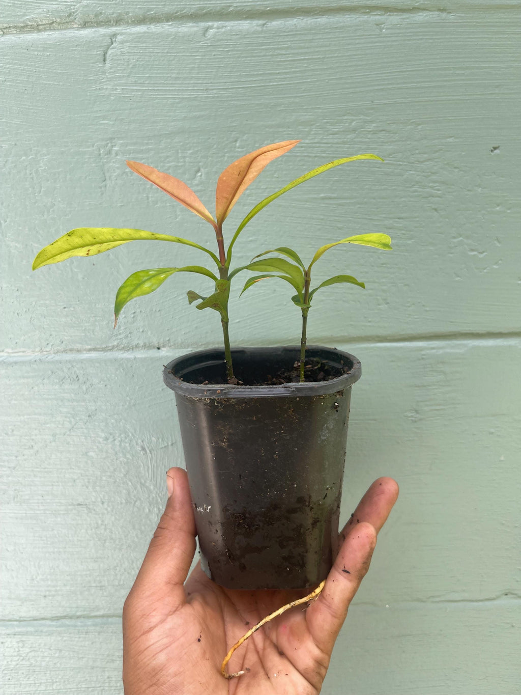 Garcinia Intermedia Live Plant | Lemon Drop Mangosteen Tropical Fruit Tree
