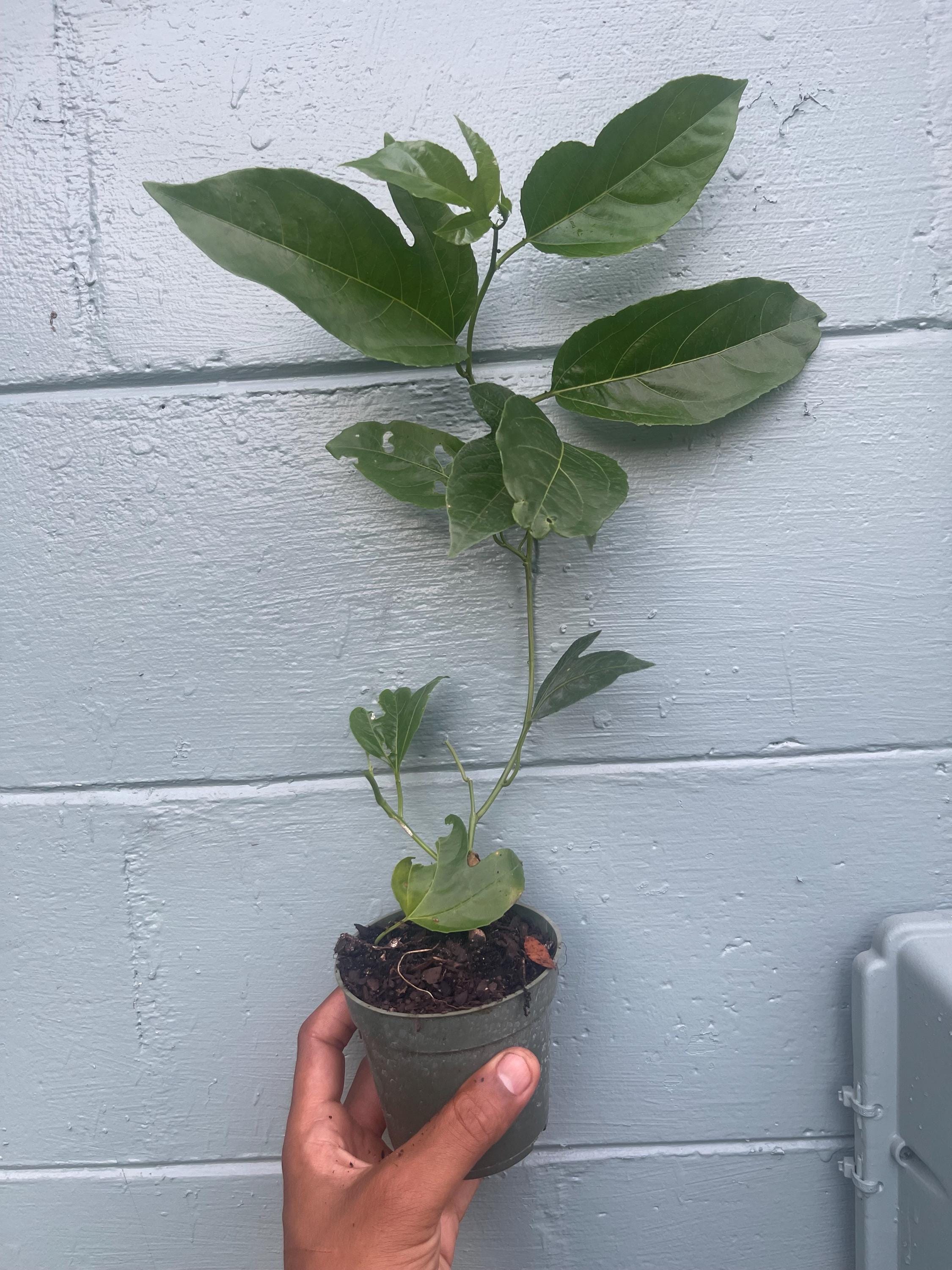 Sunrise Passion Fruit Vine – Fast-Growing Tropical Plant, Delicious Fruit (4 inches Pot)