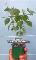 Roselle/sorrel (Hibiscus sabdariffa) plants