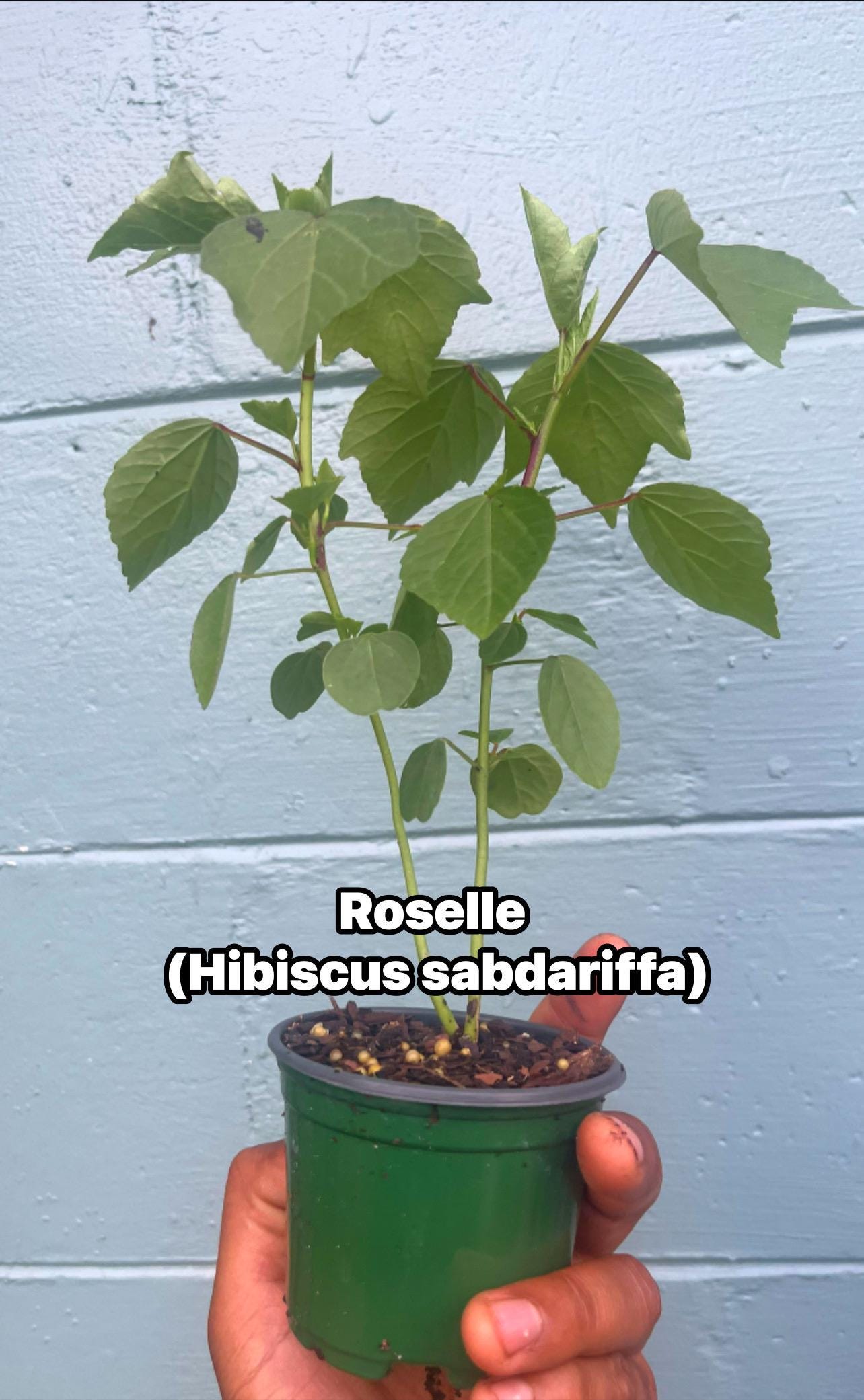 Roselle/sorrel (Hibiscus sabdariffa) plants