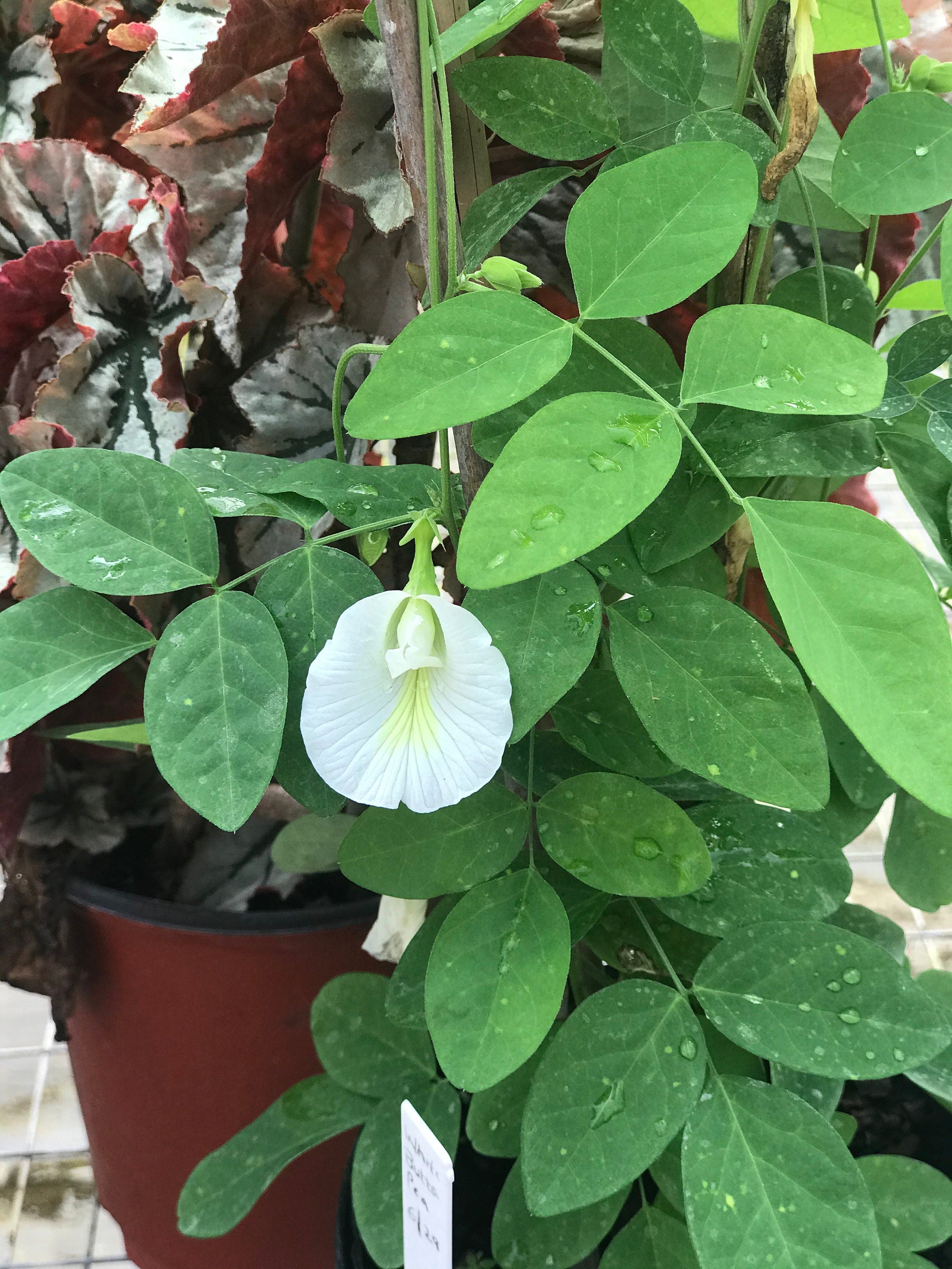 Live plant- Butterfly pea flower plant