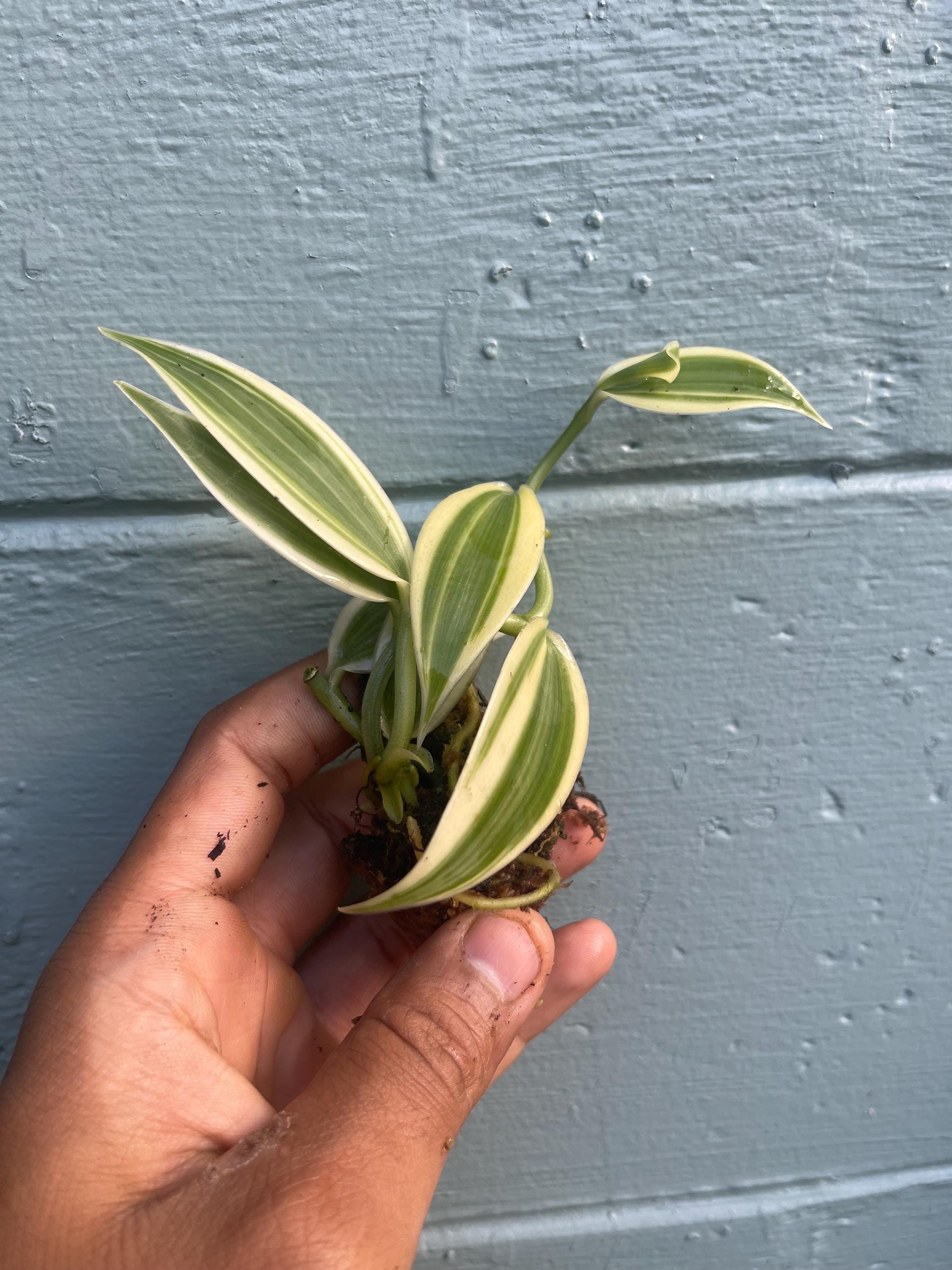 Live Variegated Vanilla Orchid Plant - Rare Edible Bean Vine
