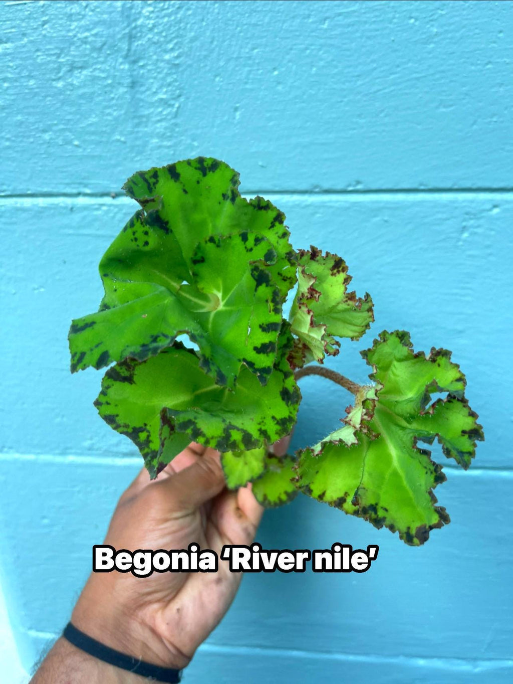 Rare Rex Begonia 'Rover Nile' Live Plant: Variegated Indoor Foliage