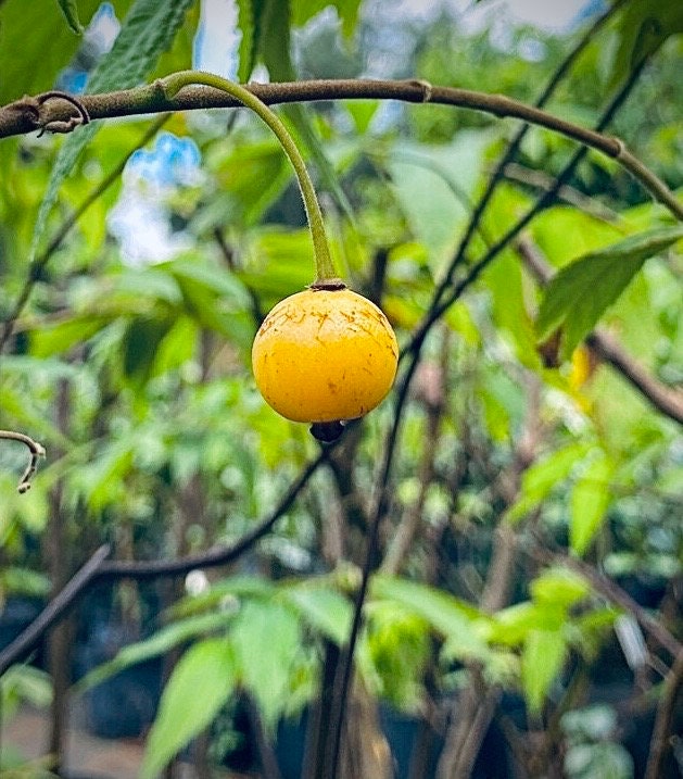 Strawberry Tree, Yellow (Muntingia calabura) - Cotton Candy Berry