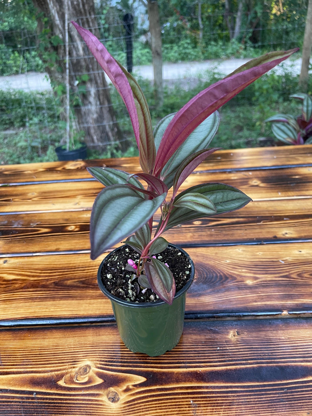 Medinilla ‘Gregori Hambali’ Rare Tropical Plant – Pink Blooms, 4-Inch Pot