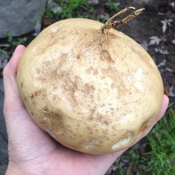 Jicama Seeds: Non-GMO, Open-Pollinated Pachyrhizus Erosus