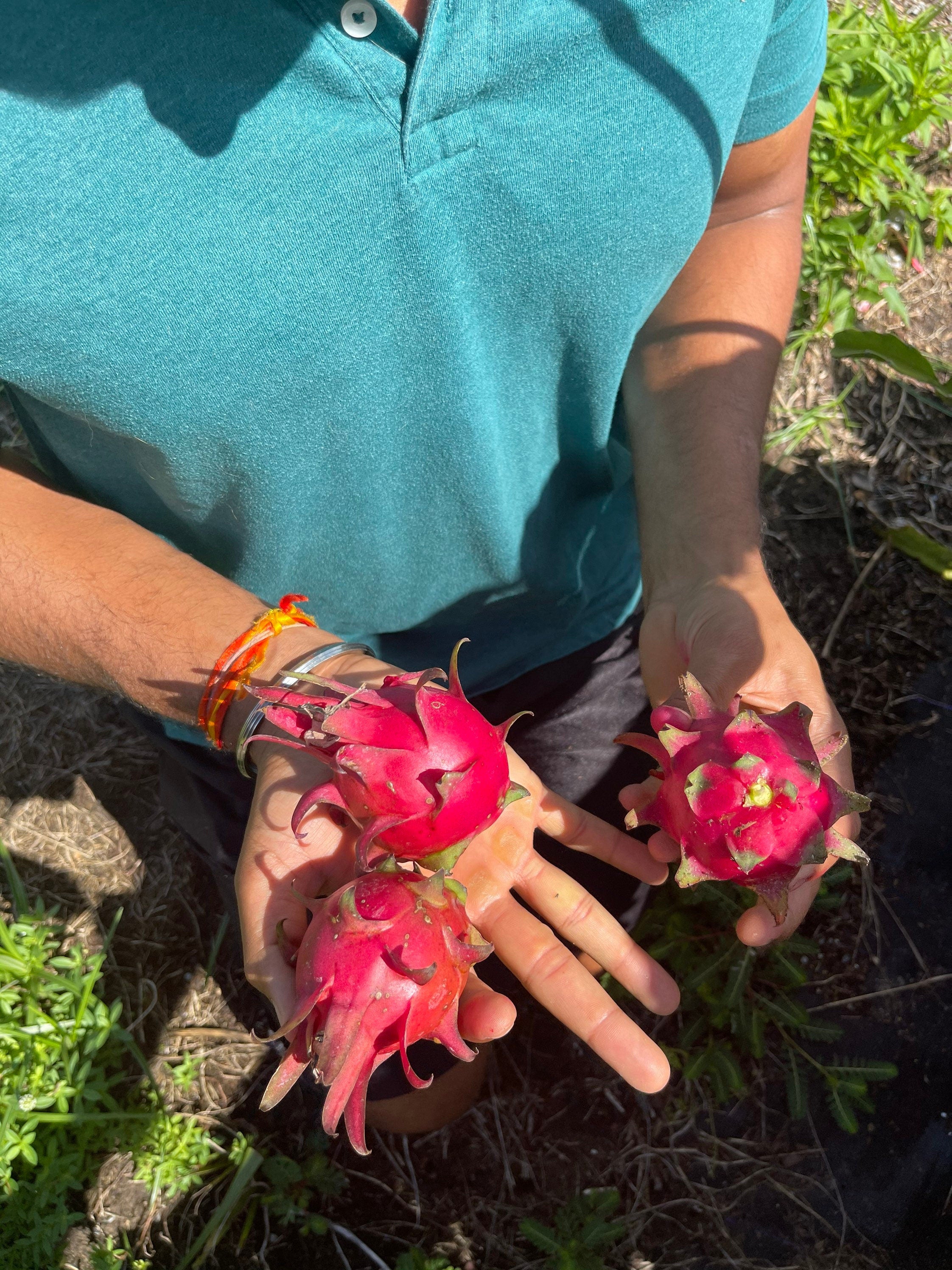 Red dragon fruit plants