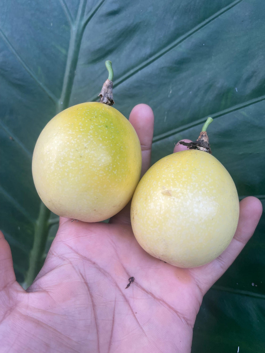 Sunrise Passion Fruit Vine – Fast-Growing Tropical Plant, Delicious Fruit (4 inches Pot)