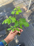 Moringa Seedling Plant for Garden & Health Benefits | Fast Growing Superfood Tree Starter Kit