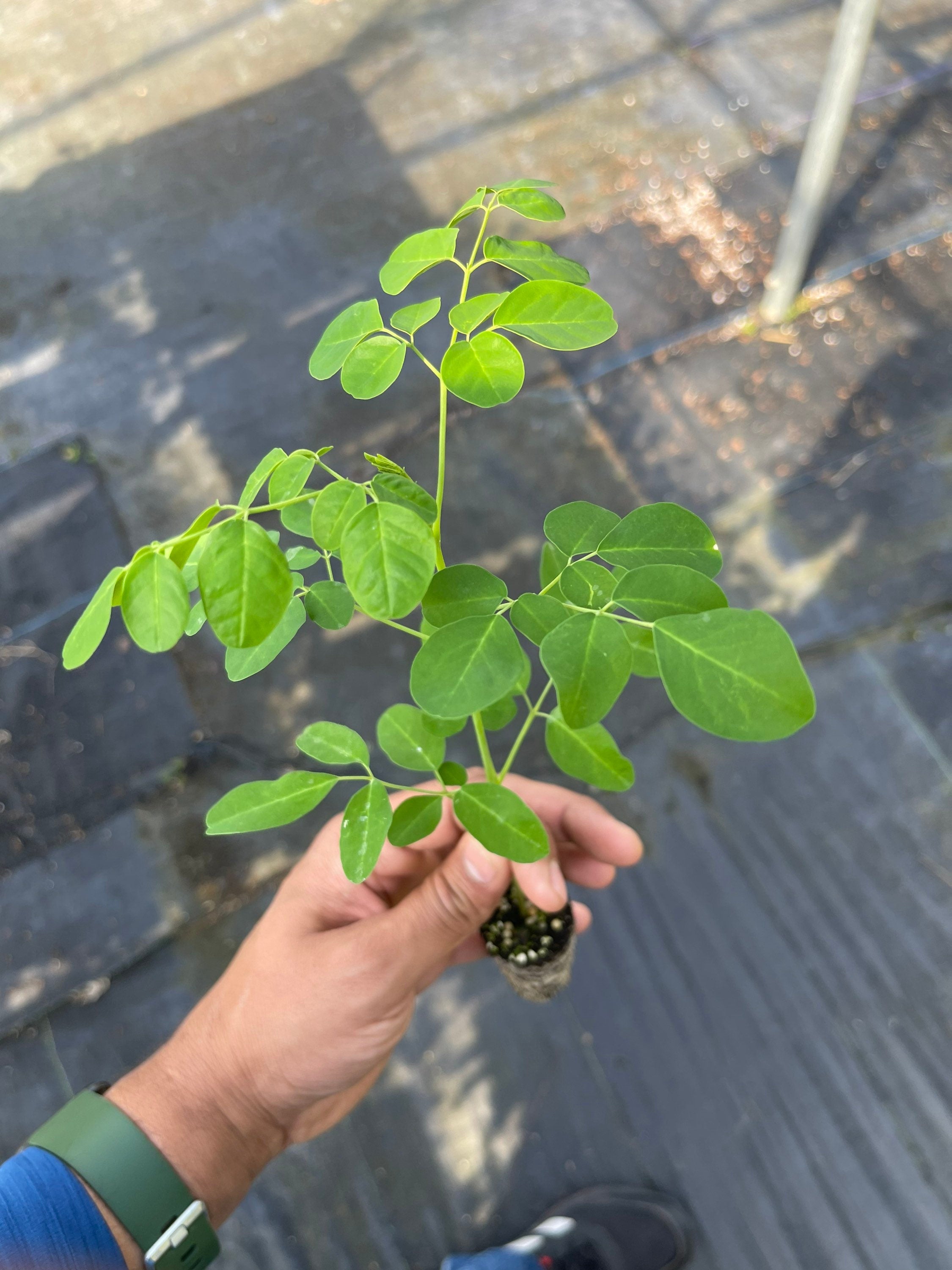Moringa Seedling Plant for Garden & Health Benefits | Fast Growing Superfood Tree Starter Kit