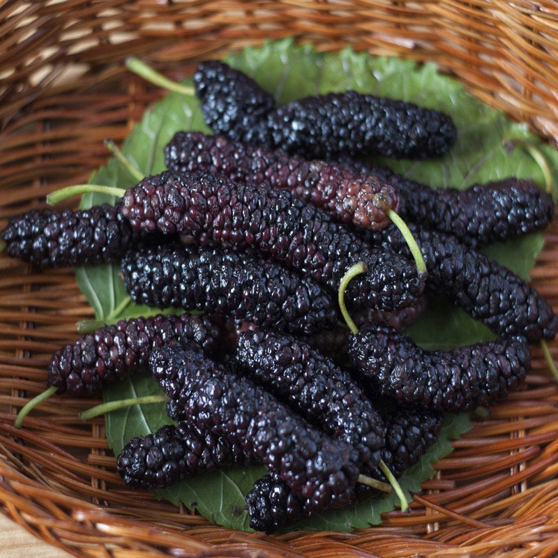Pakistan Mulberry tree
