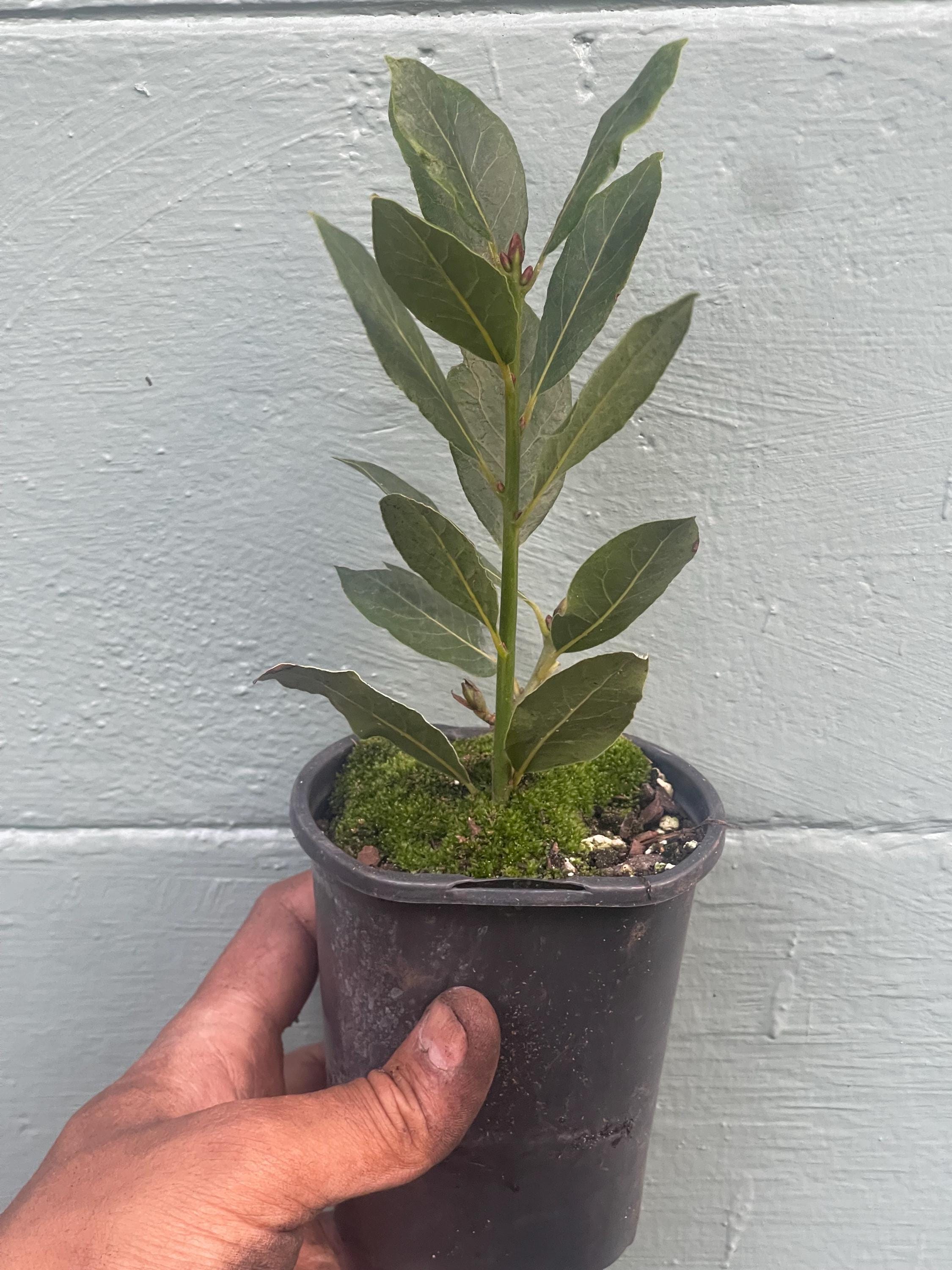 Laurus nobilis, Bay Leaf, Bay Tree, Bayleaf, Sweet Bay, Bay Laurel