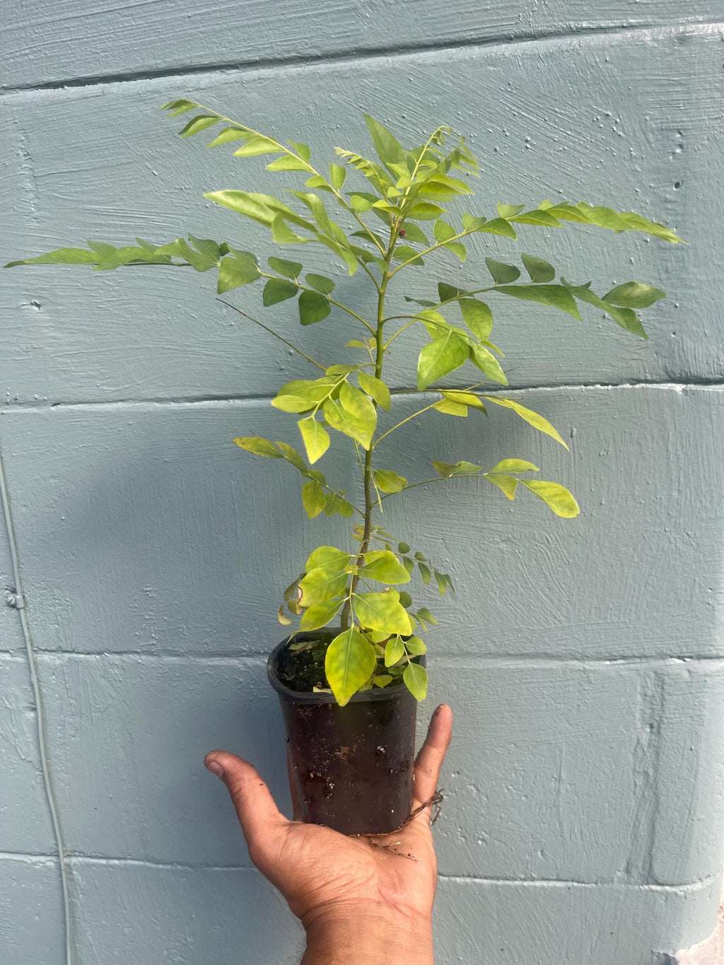Curry Leaf Tree – Murraya koenigii – Live Plant (cannot ship to CA)