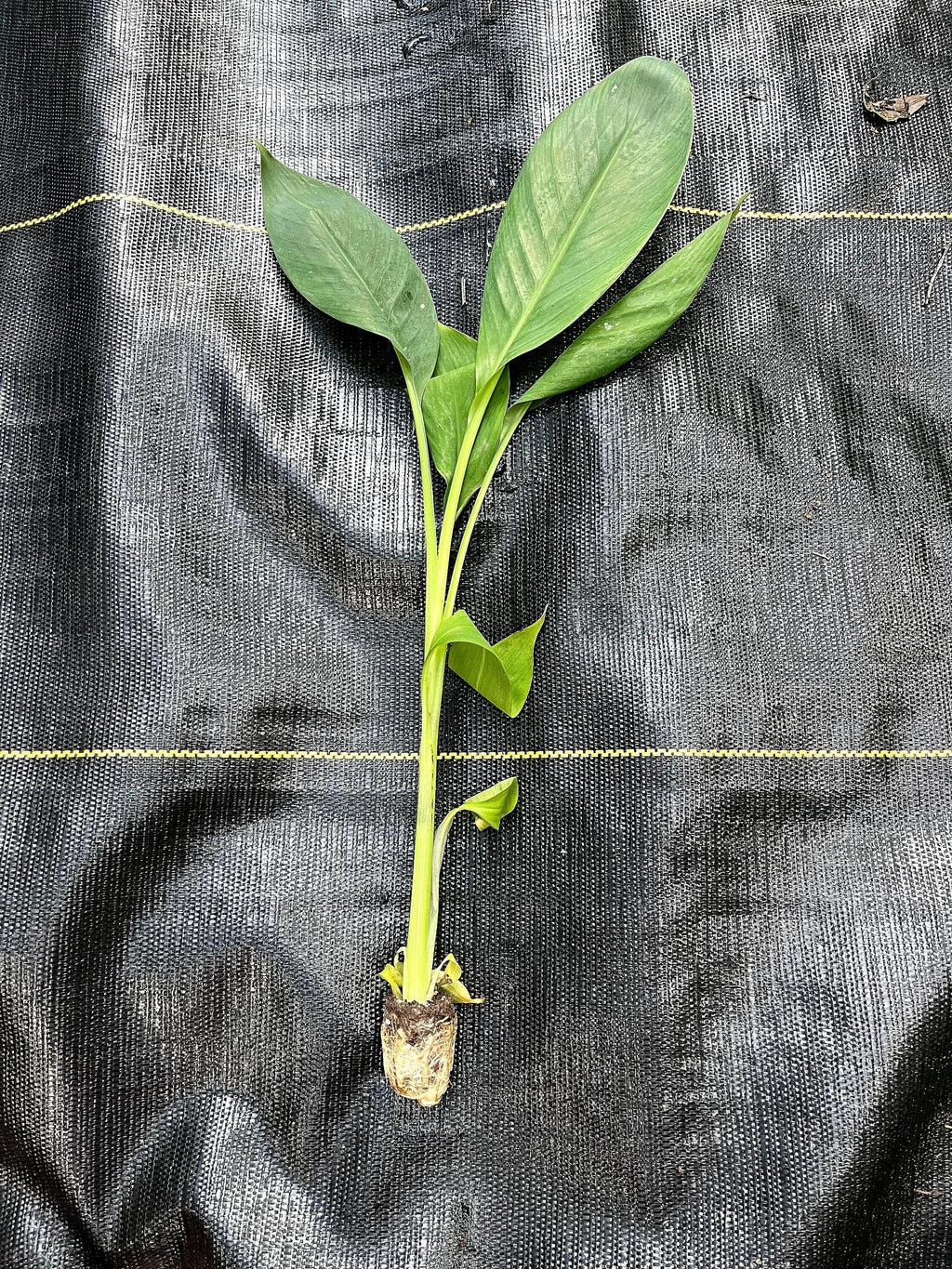 Banana Lacatan Plant | Rare Musa Hybrid, Tropical Fruit Tree Seedling