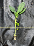Banana Lacatan Plant | Rare Musa Hybrid, Tropical Fruit Tree Seedling