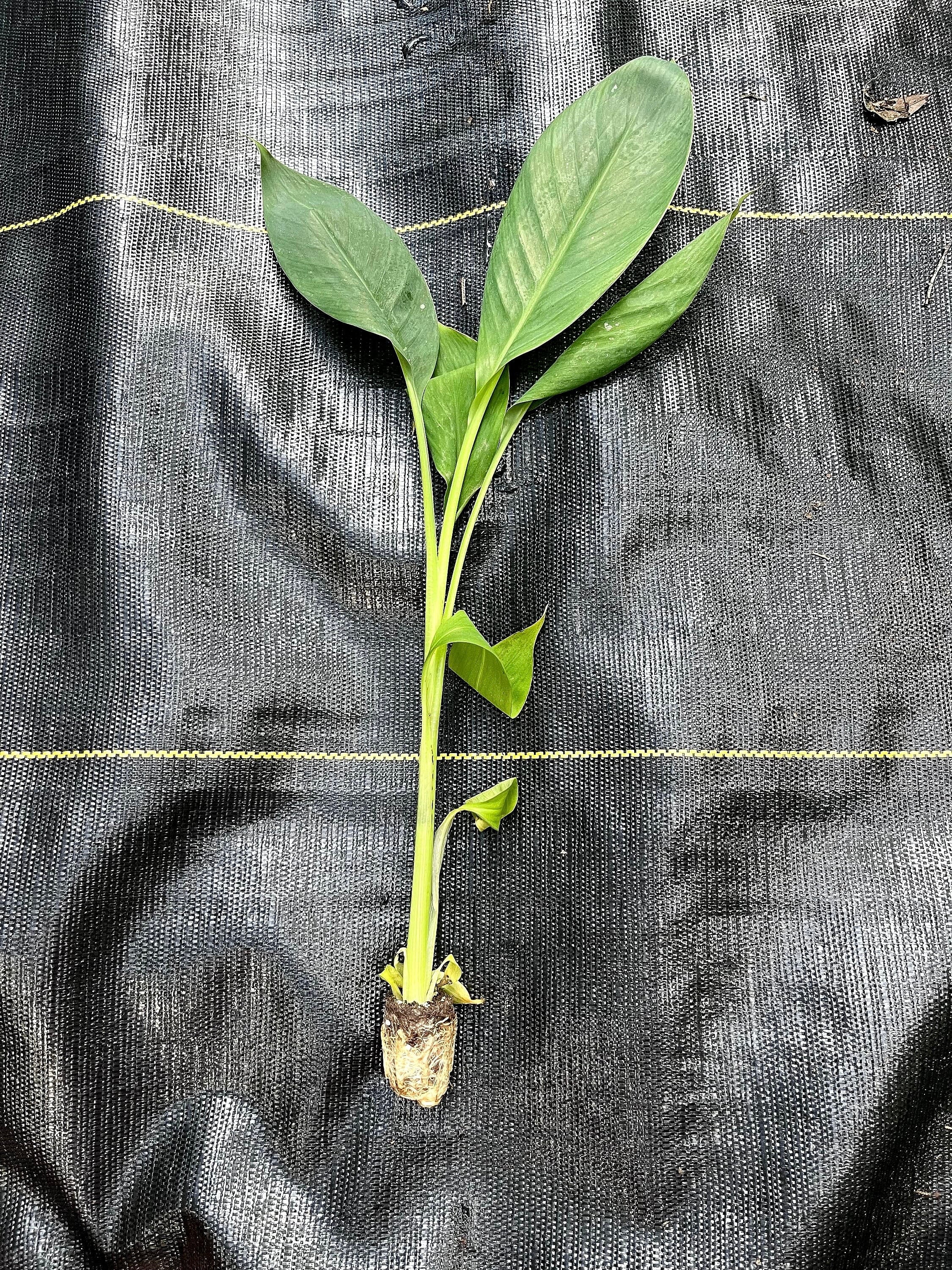 Banana Lacatan Plant | Rare Musa Hybrid, Tropical Fruit Tree Seedling