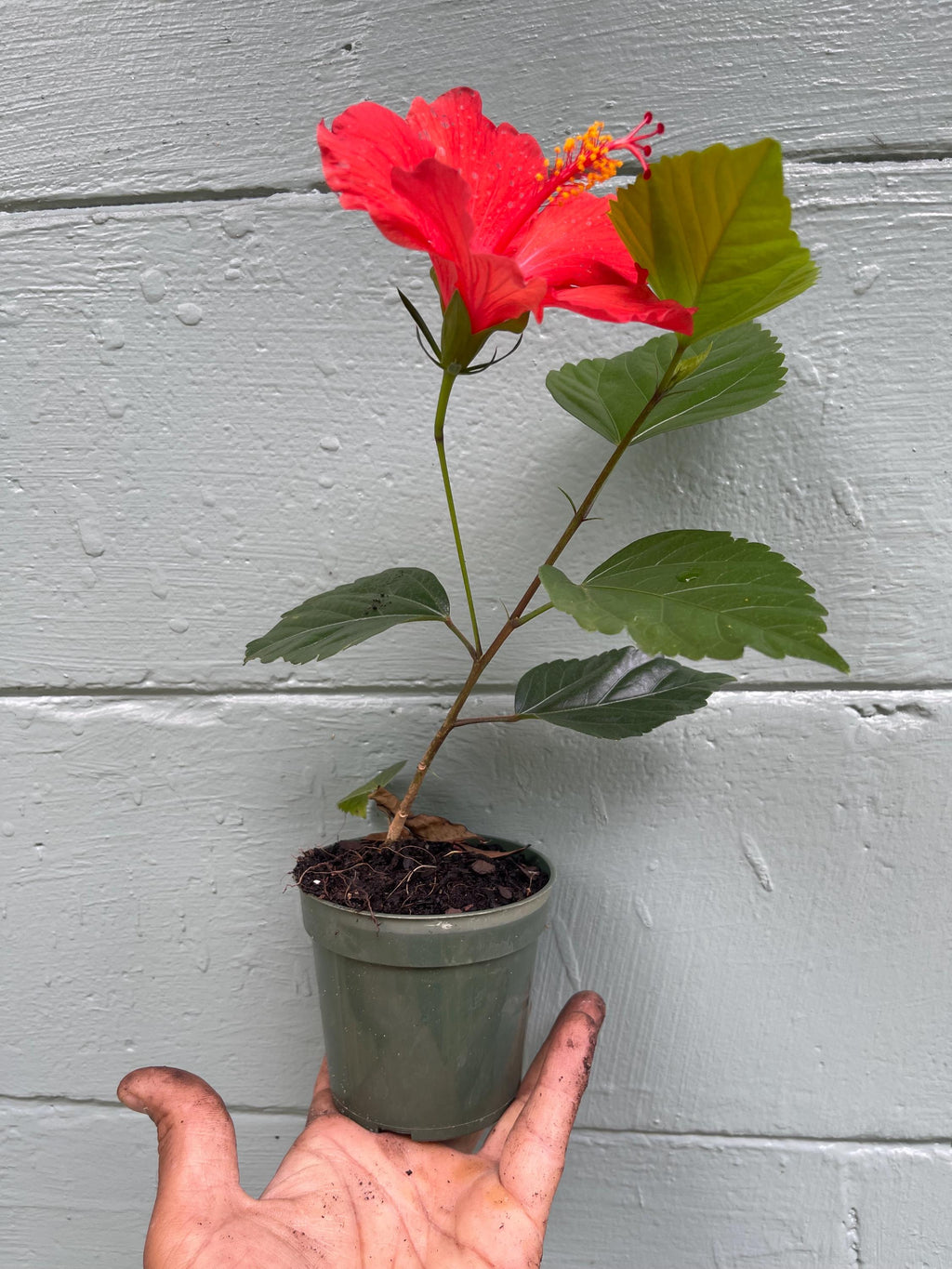 Brilliant Red Hibiscus Plant – 4” Pot | Tropical Red Blooming Shrub | Live Starter Plant