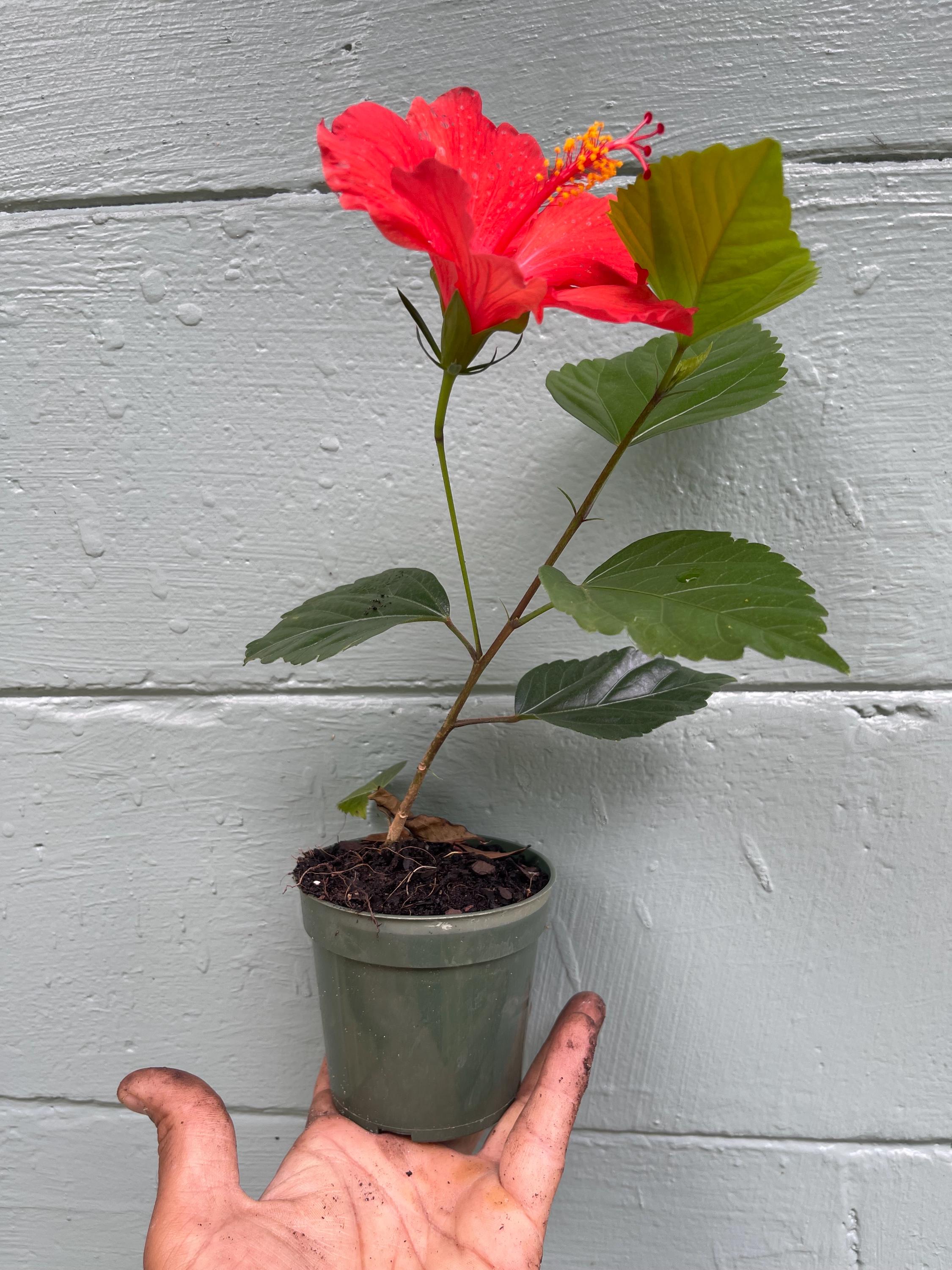 Brilliant Red Hibiscus Plant – 4” Pot | Tropical Red Blooming Shrub | Live Starter Plant